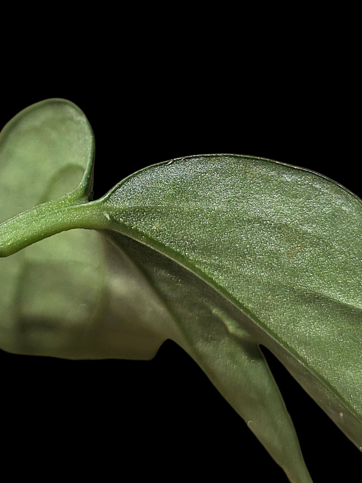 Anthurium sp. "Silver Fingers" (EXACT PLANT)