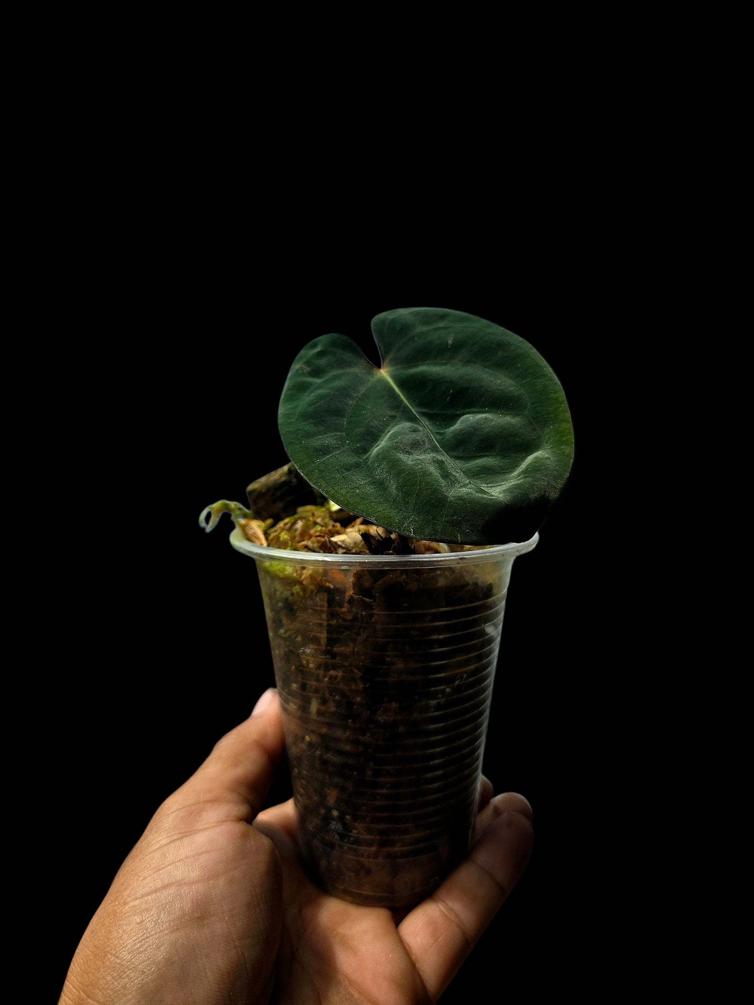 Anthurium – Amazon Plants Peru