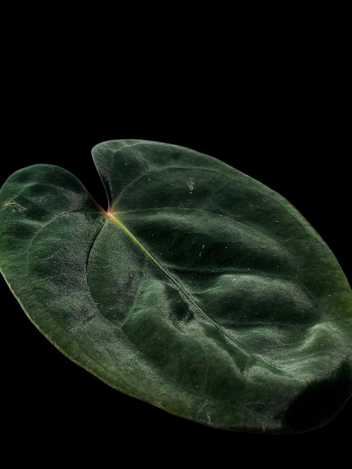 Anthurium Papillilaminum 'Guna yala' Wild Ecotype (EXACT PLANT)