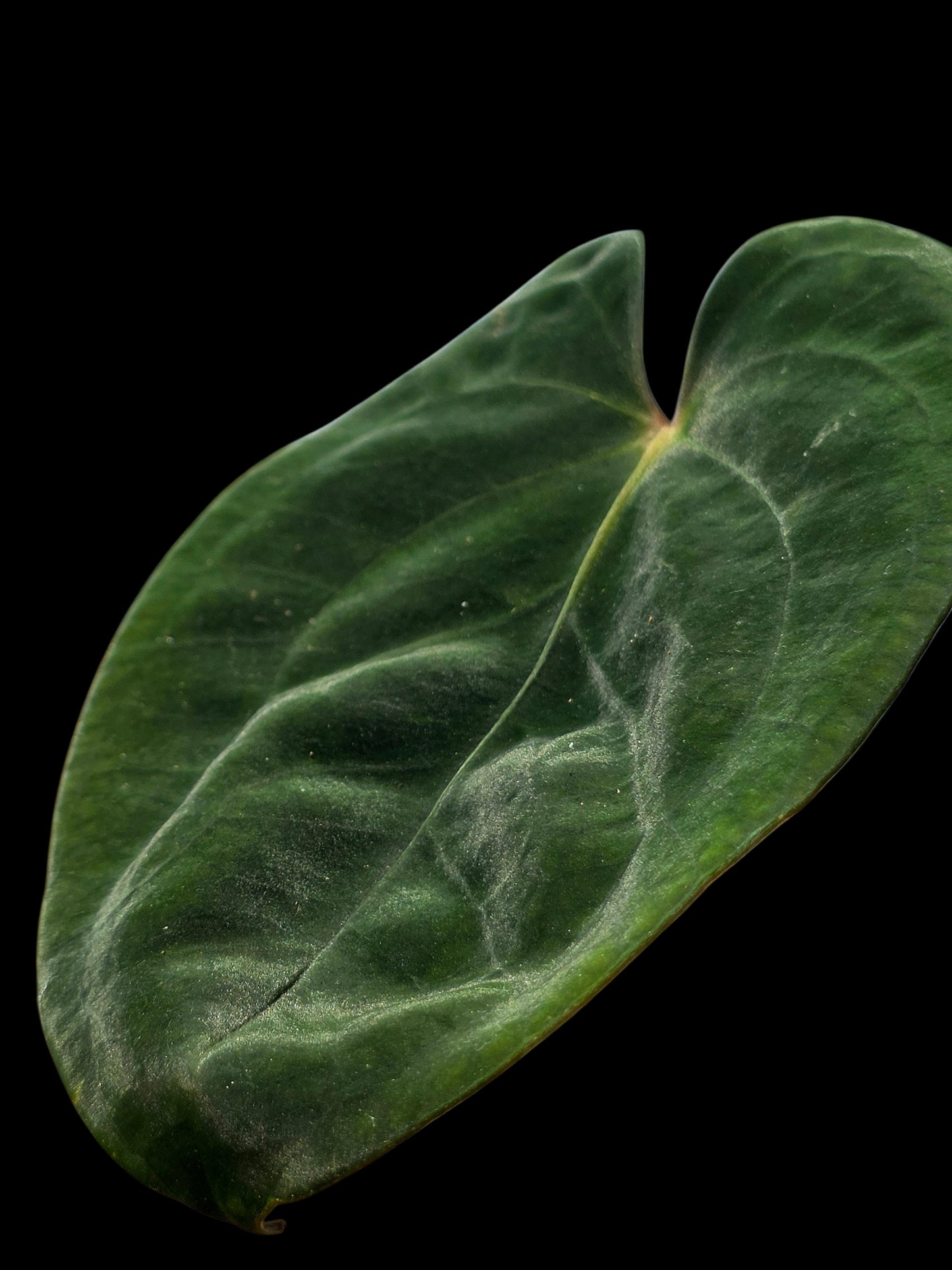 Anthurium Papillilaminum 'Guna yala' Wild Ecotype (EXACT PLANT)