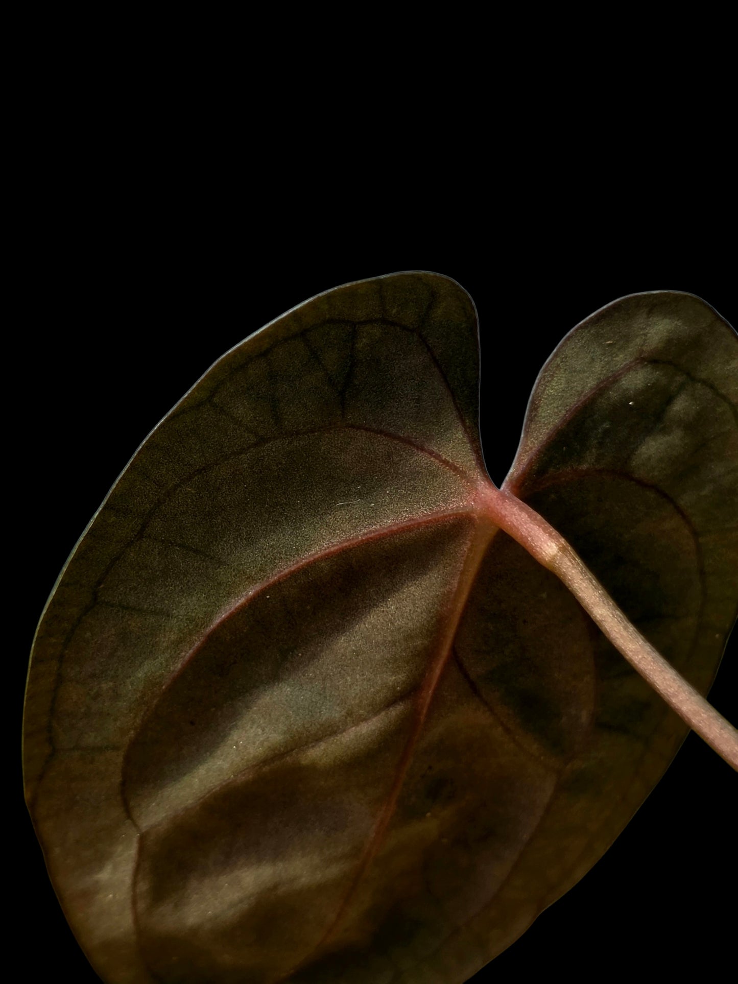 Anthurium Papillilaminum 'Guna yala' Wild Ecotype (EXACT PLANT)