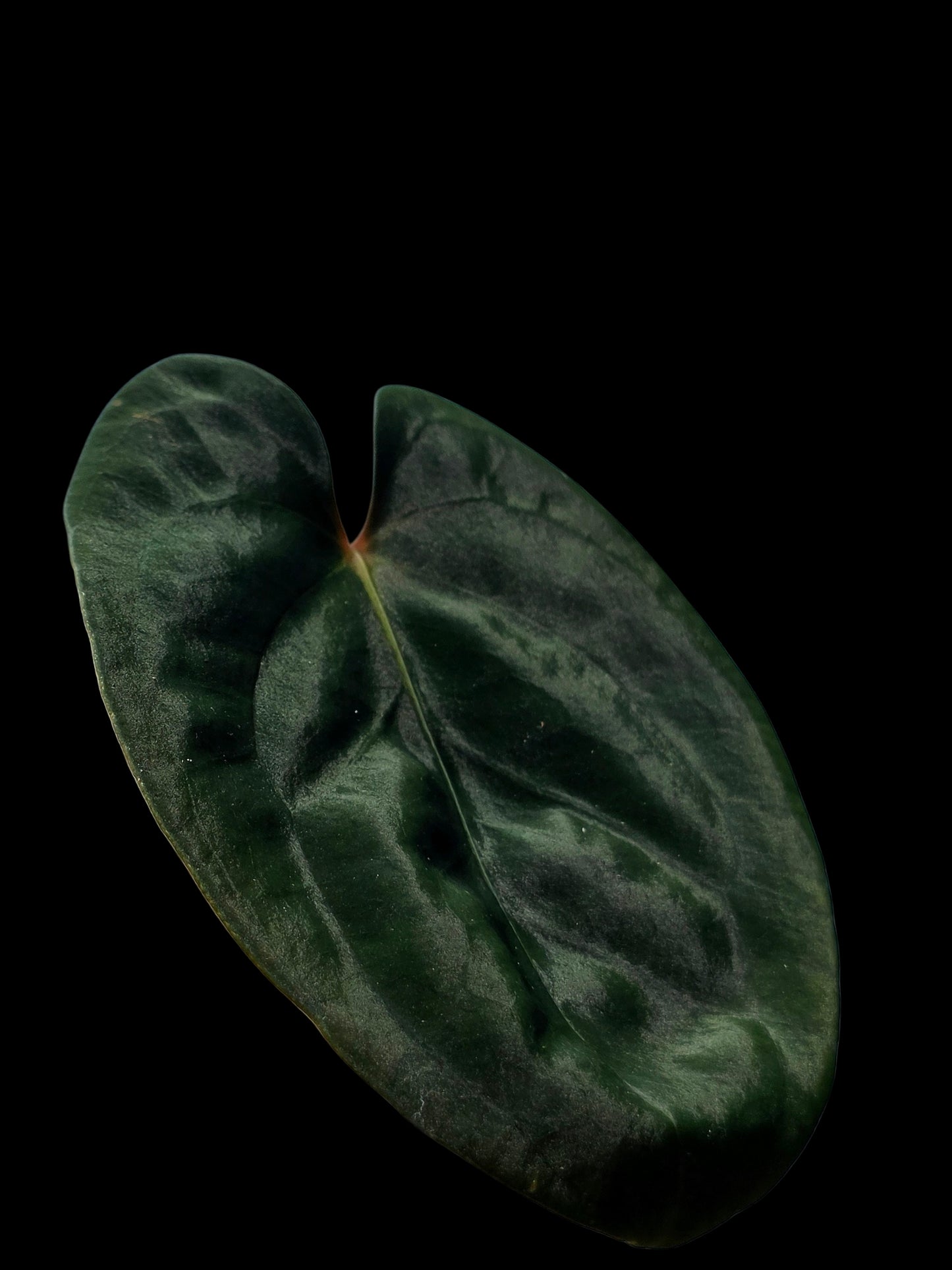 Anthurium Papillilaminum 'Guna yala' Wild Ecotype (EXACT PLANT)