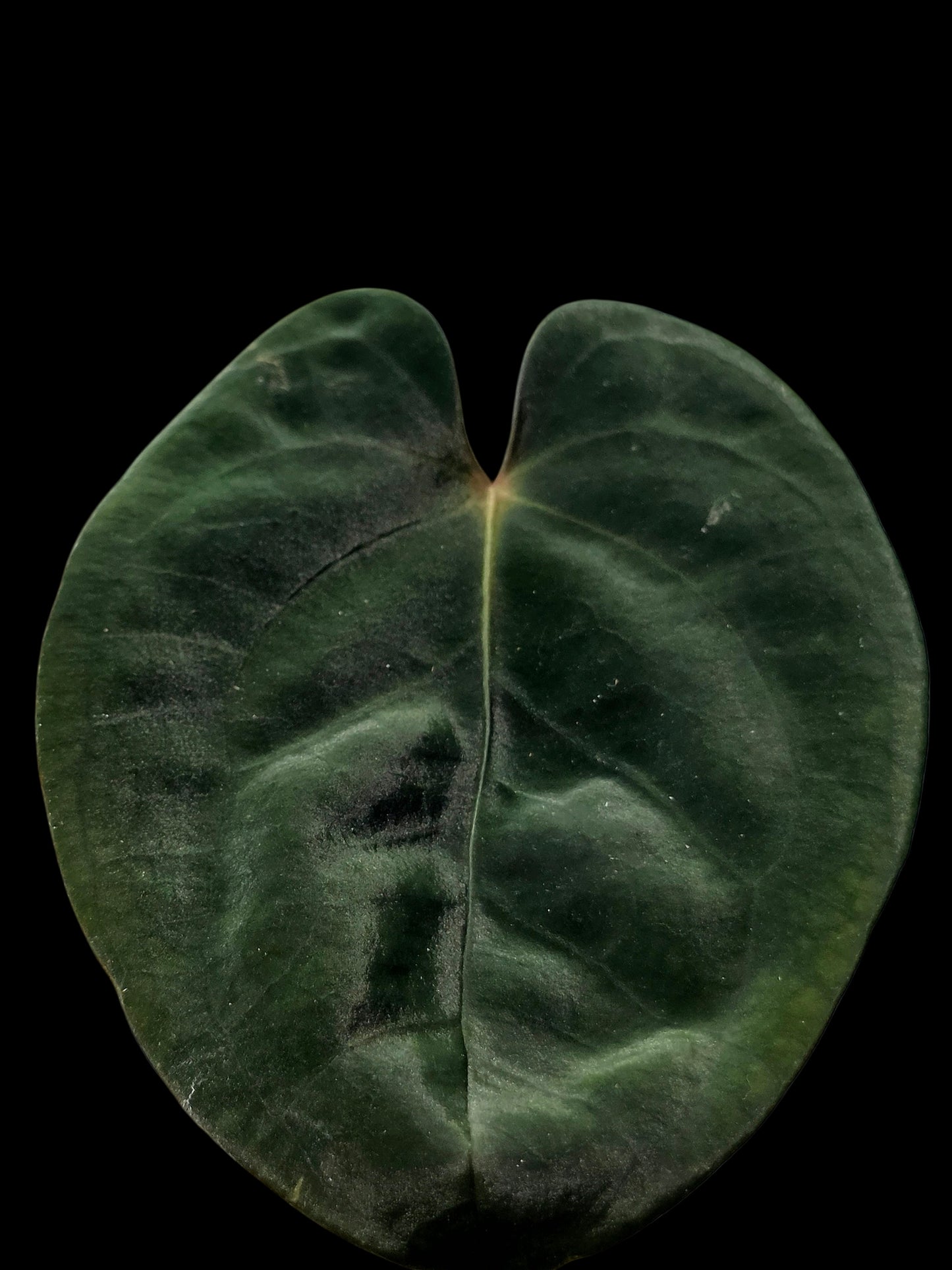 Anthurium Papillilaminum 'Guna yala' Wild Ecotype (EXACT PLANT)