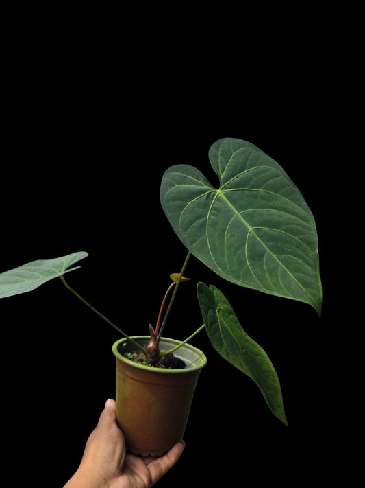 Anthurium sp. 'HuanuQuense Velvet' Wild Ecotype (EXACT PLANT)