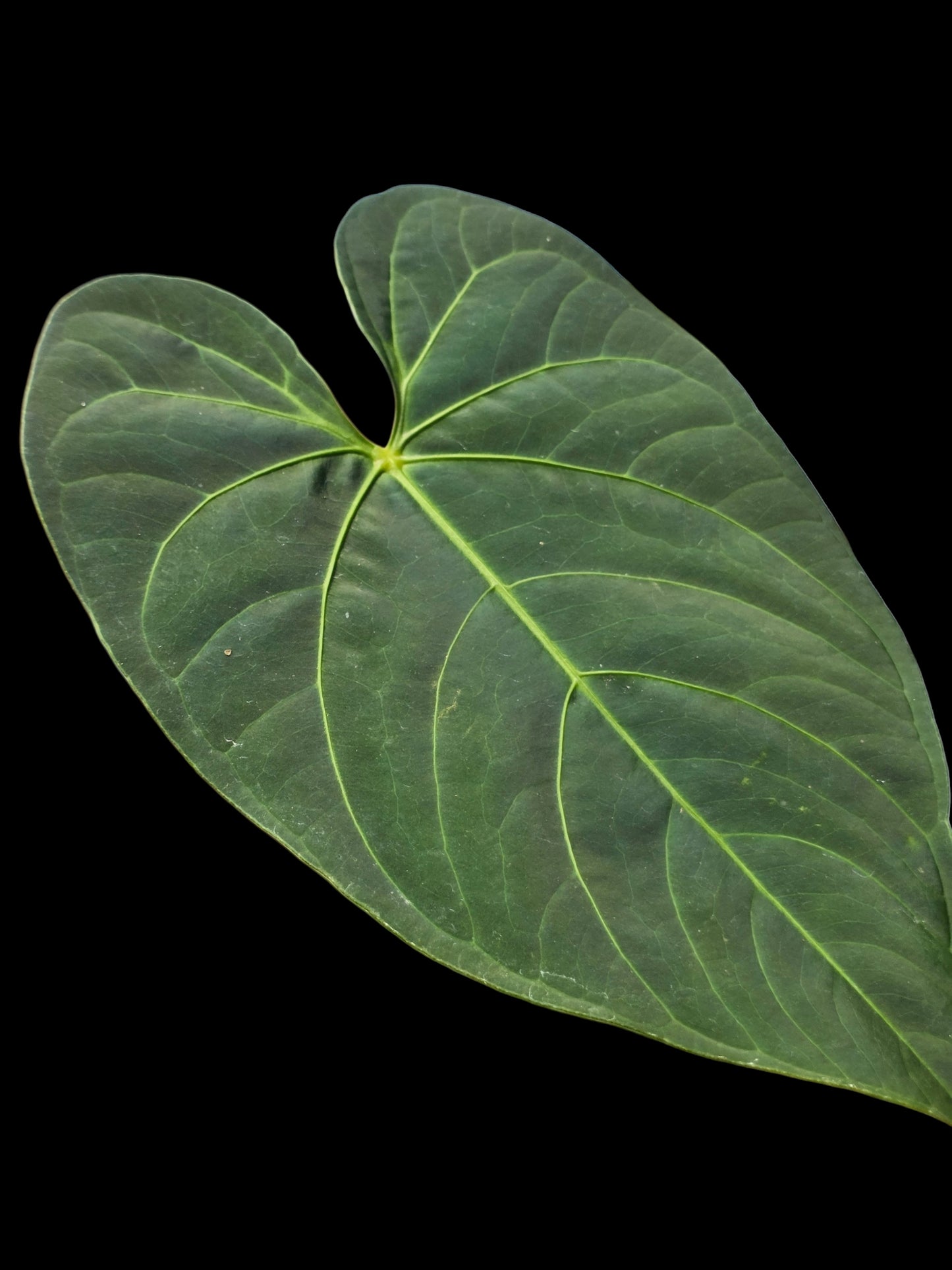 Anthurium sp. 'HuanuQuense Velvet' Wild Ecotype (EXACT PLANT)