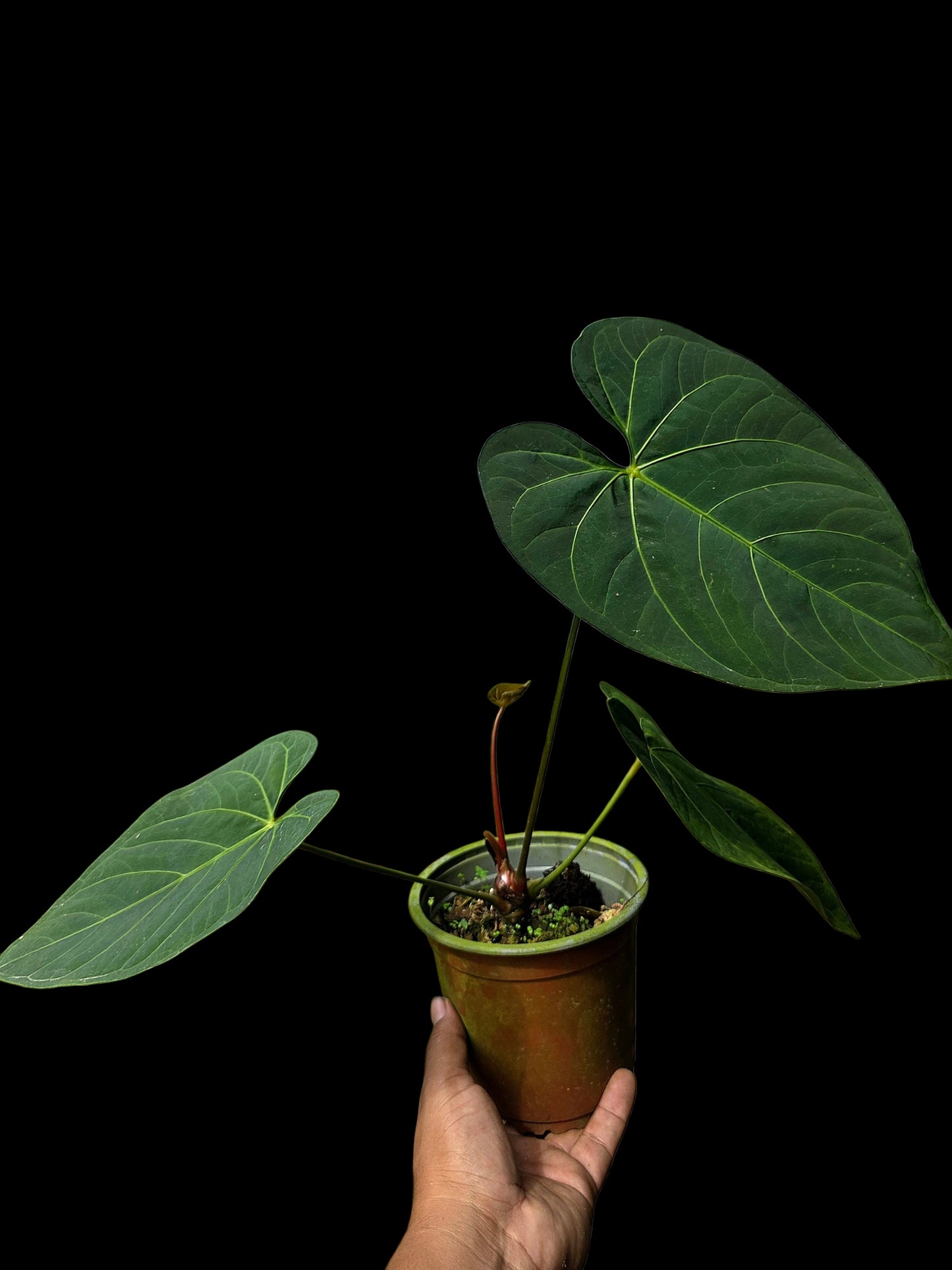 Anthurium sp. 'HuanuQuense Velvet' Wild Ecotype (EXACT PLANT)