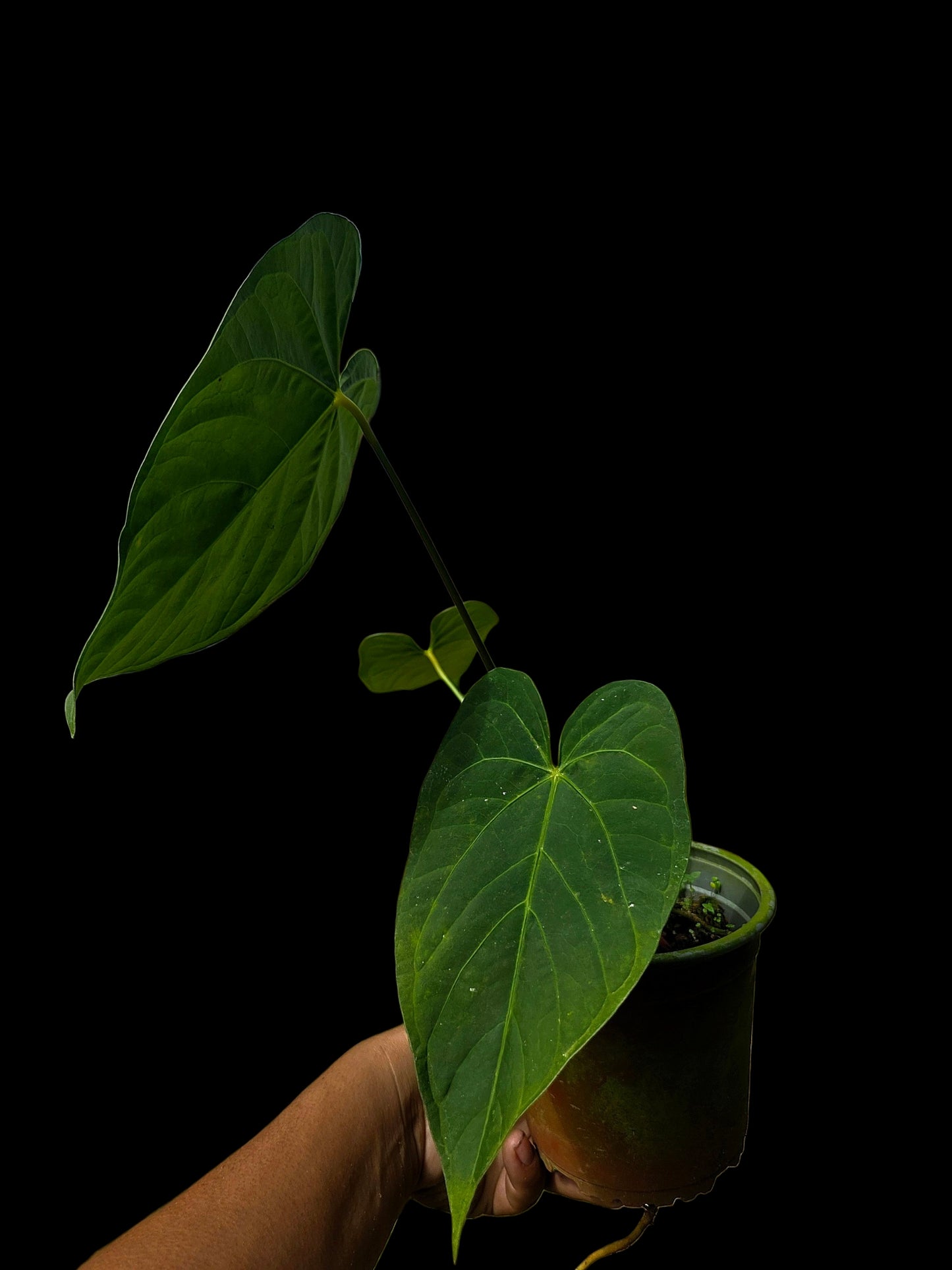 Anthurium sp. 'HuanuQuense Velvet' Wild Ecotype (EXACT PLANT)