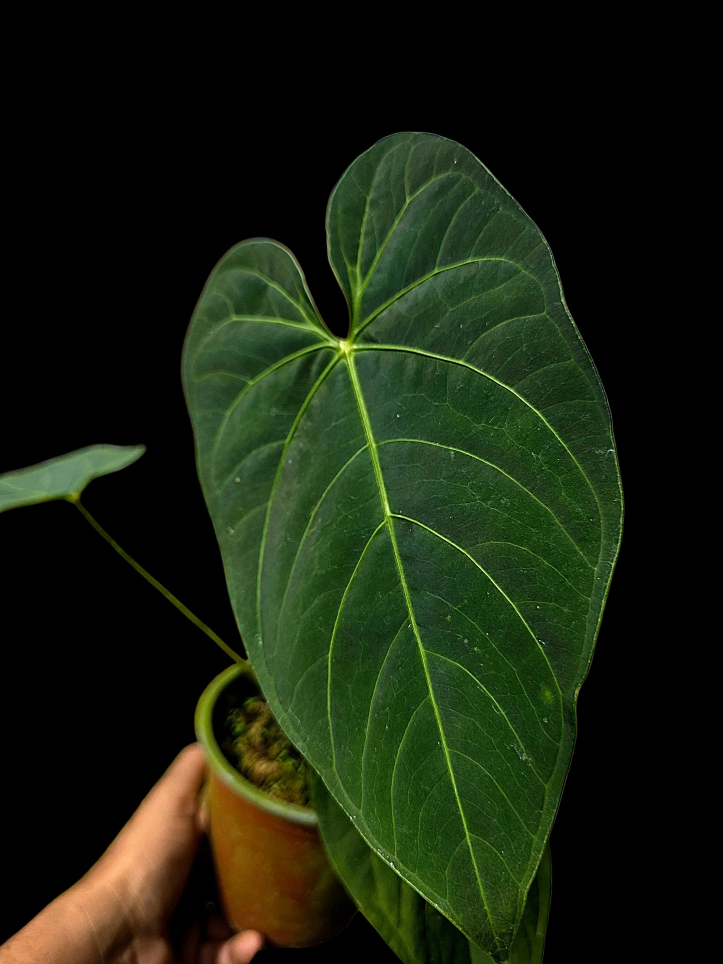 Anthurium sp. 'HuanuQuense Velvet' Wild Ecotype (EXACT PLANT)