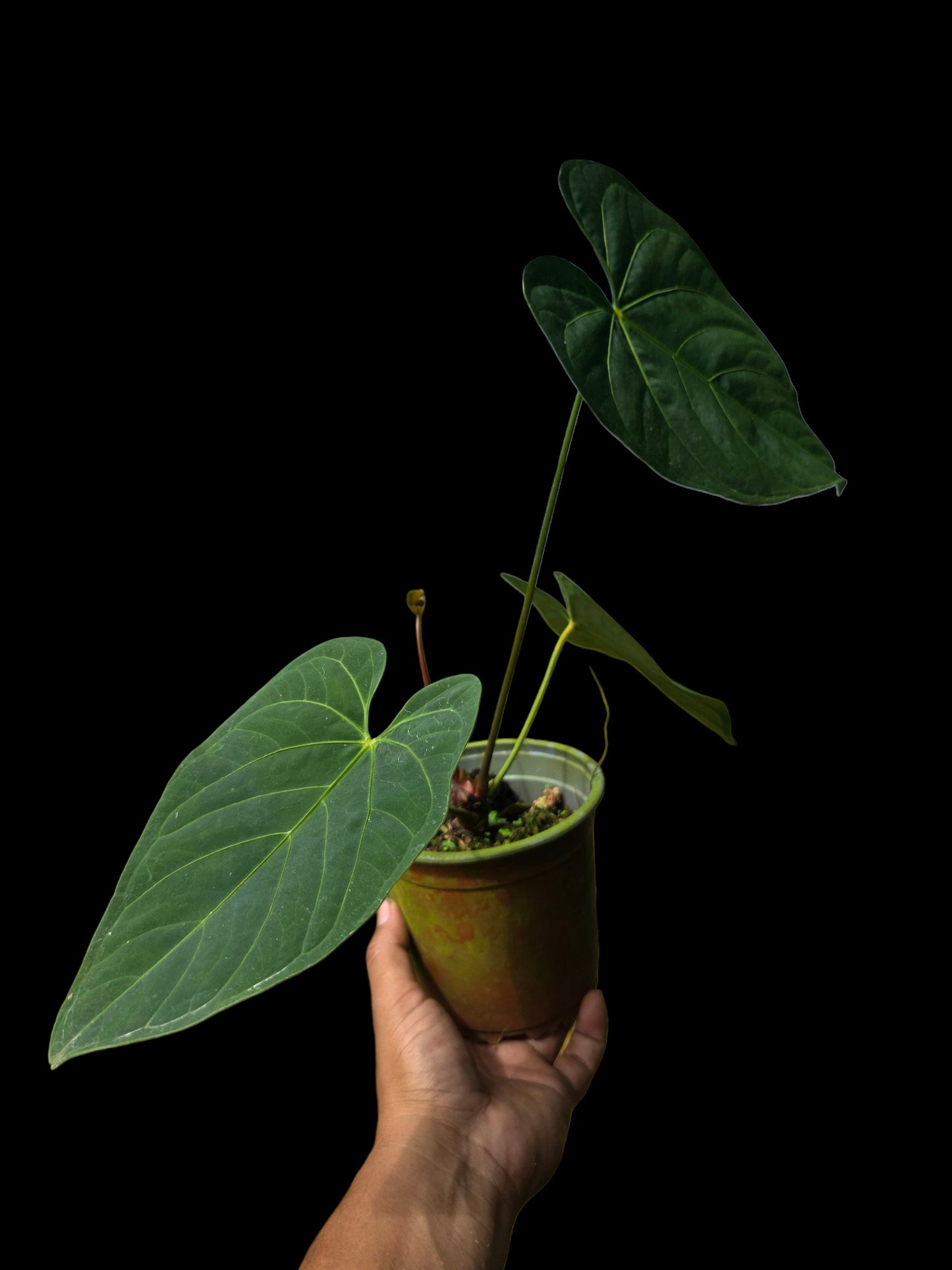 Anthurium sp. 'HuanuQuense Velvet' Wild Ecotype (EXACT PLANT)
