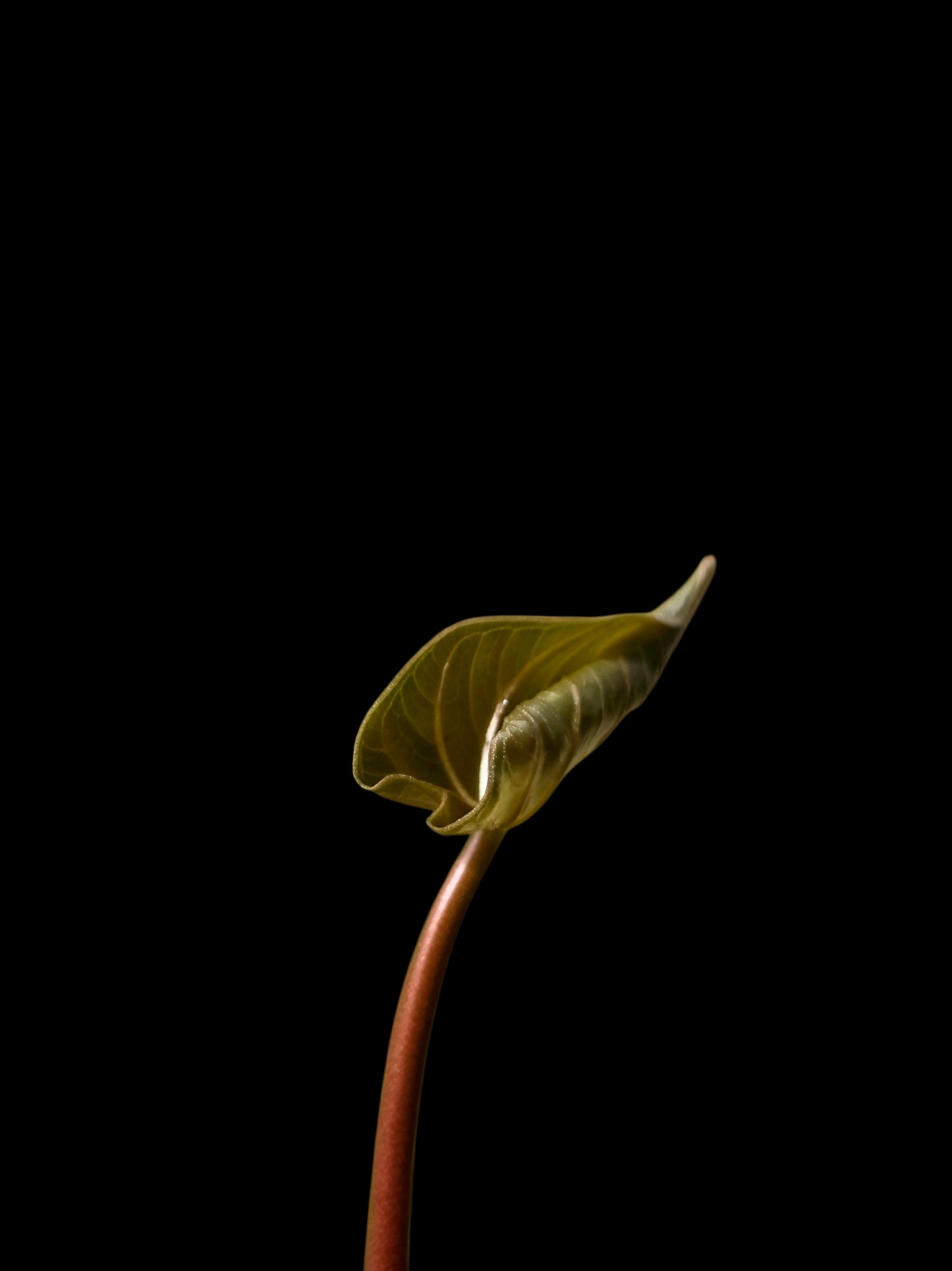 Anthurium sp. 'HuanuQuense Velvet' Wild Ecotype (EXACT PLANT)