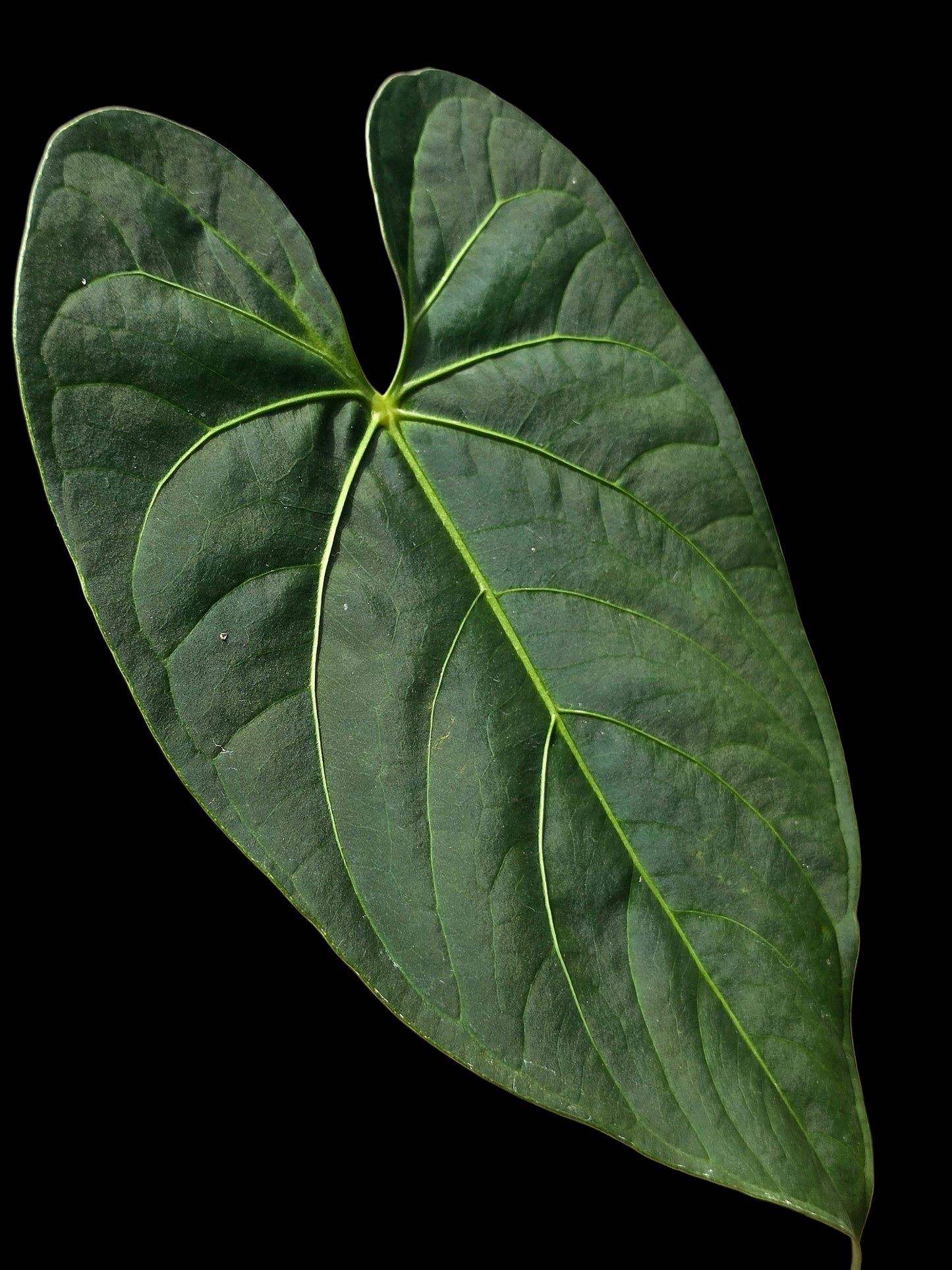 Anthurium sp. 'HuanuQuense Velvet' Wild Ecotype (EXACT PLANT)