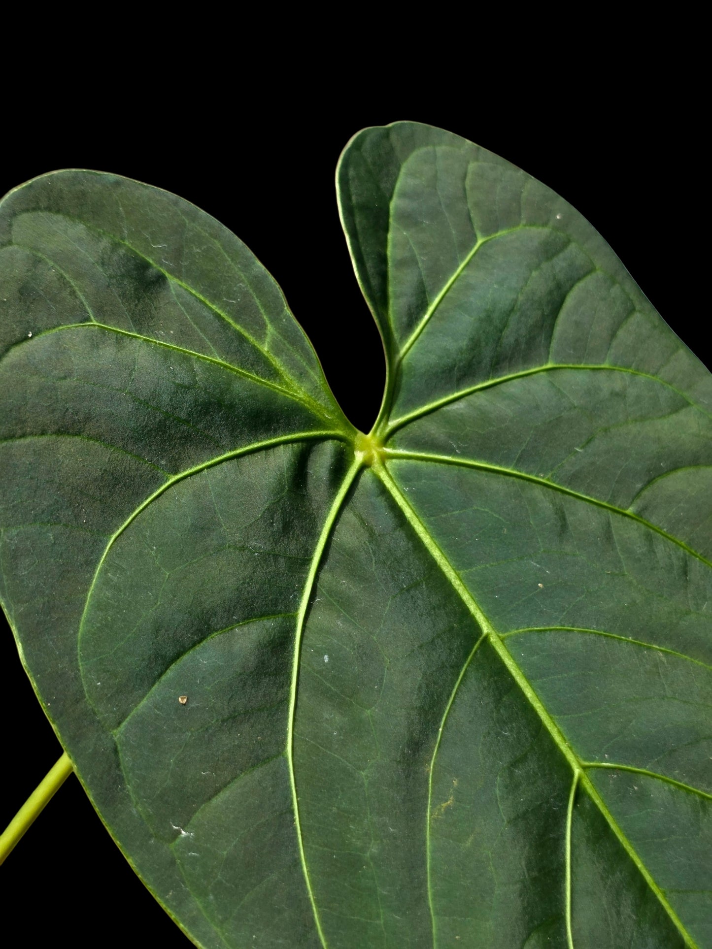 Anthurium sp. 'HuanuQuense Velvet' Wild Ecotype (EXACT PLANT)