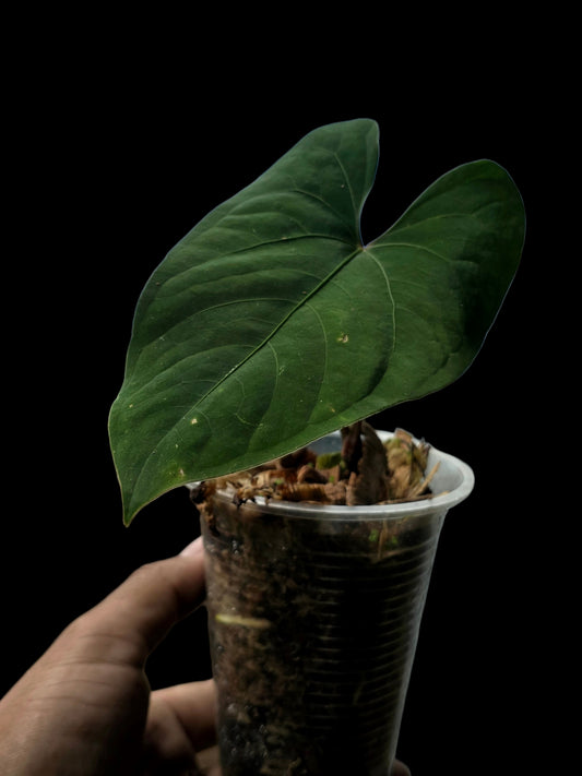 Anthurium sp. 'Huanuco Velvet' Dark Petiole Wild Ecotype (EXACT PLANT)