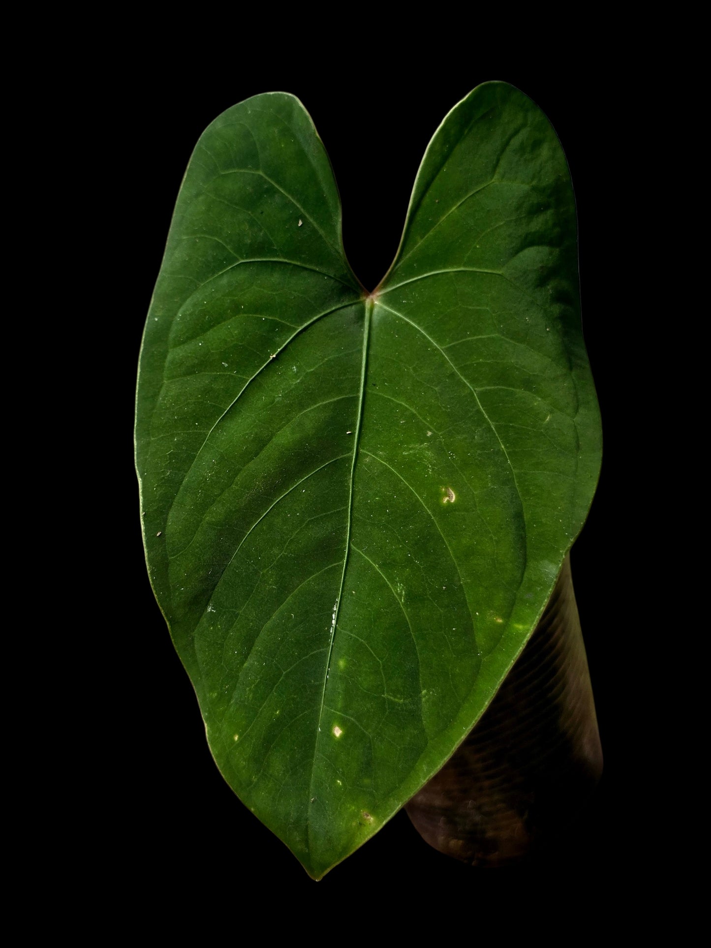 Anthurium sp. 'Huanuco Velvet' Dark Petiole Wild Ecotype (EXACT PLANT)