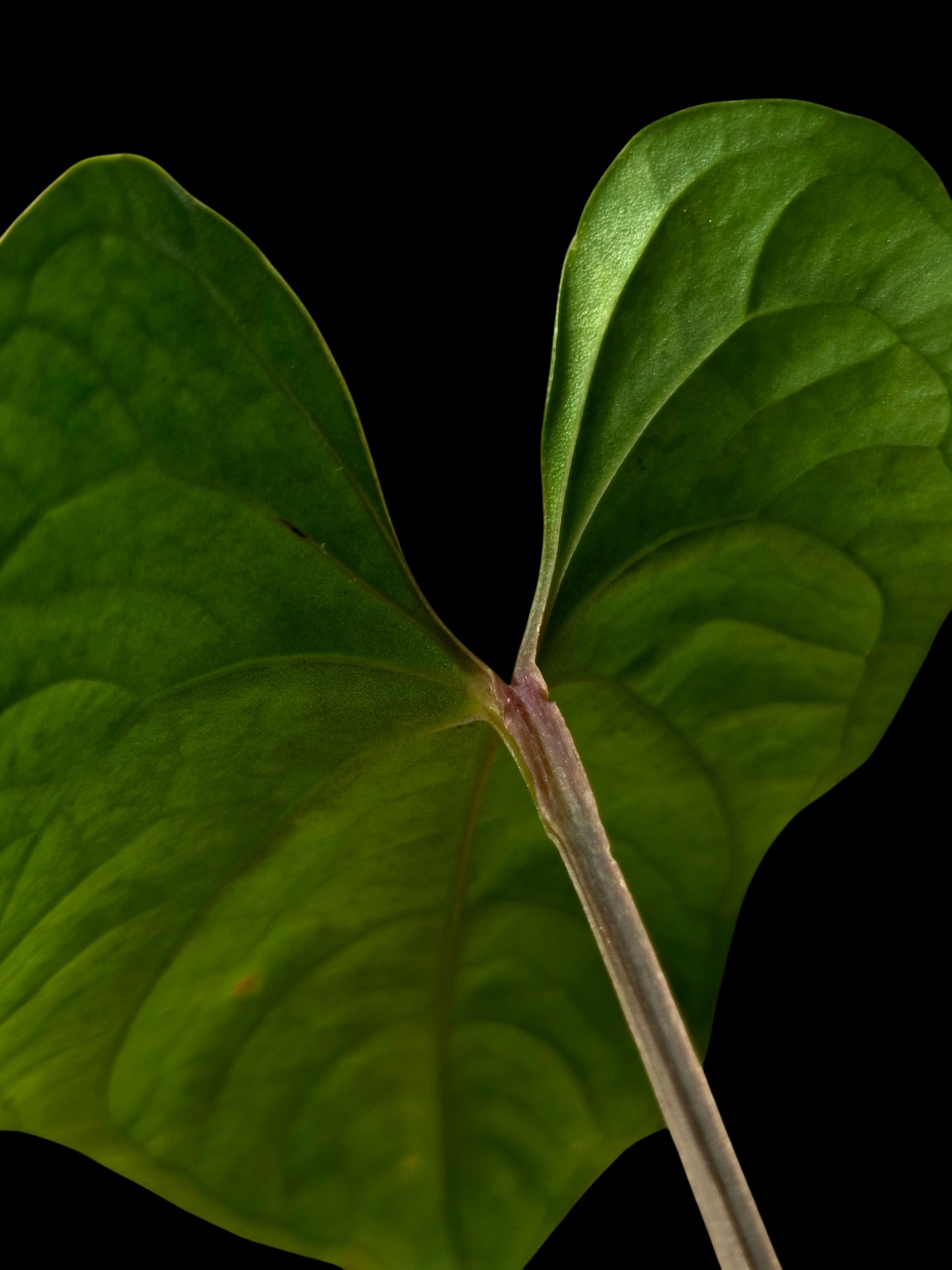 Anthurium sp. 'Huanuco Velvet' Dark Petiole Wild Ecotype (EXACT PLANT)