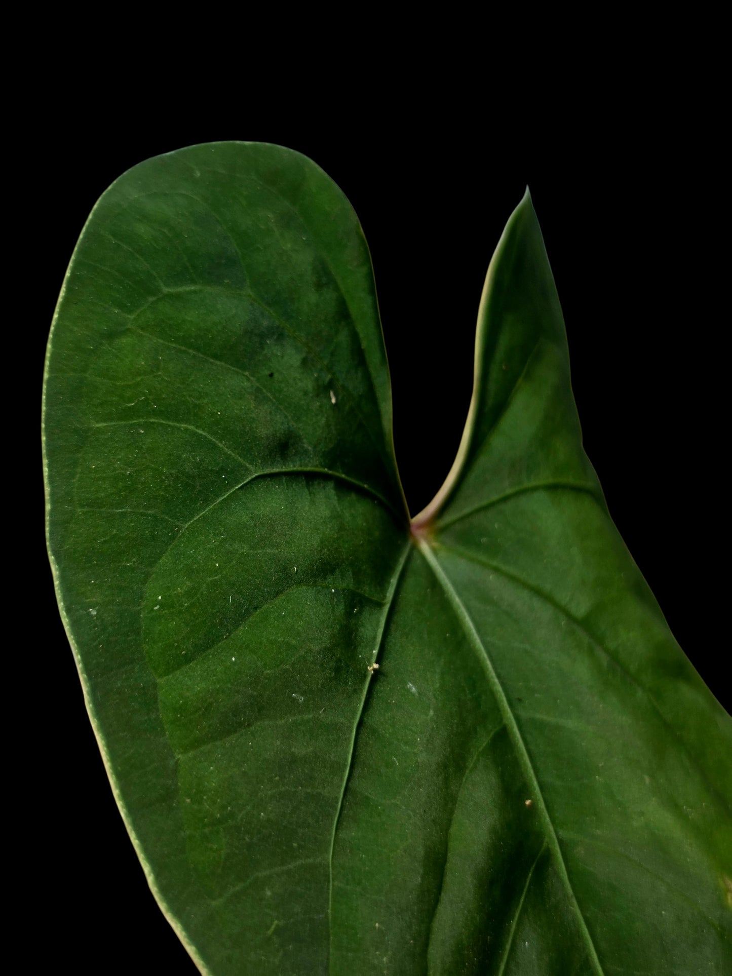 Anthurium sp. 'Huanuco Velvet' Dark Petiole Wild Ecotype (EXACT PLANT)