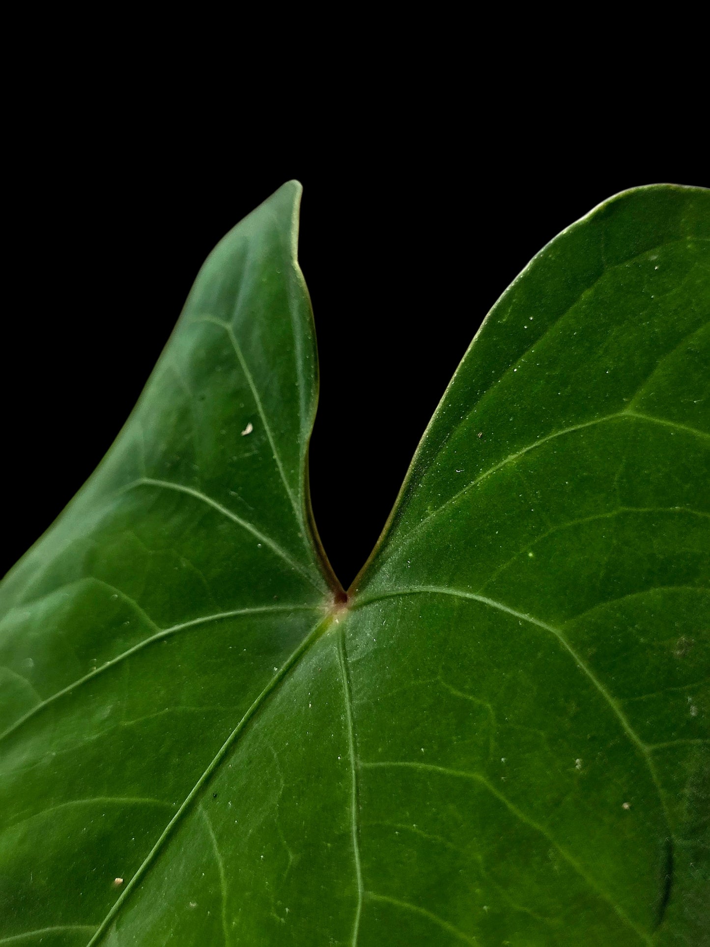 Anthurium sp. 'Huanuco Velvet' Dark Petiole Wild Ecotype (EXACT PLANT)