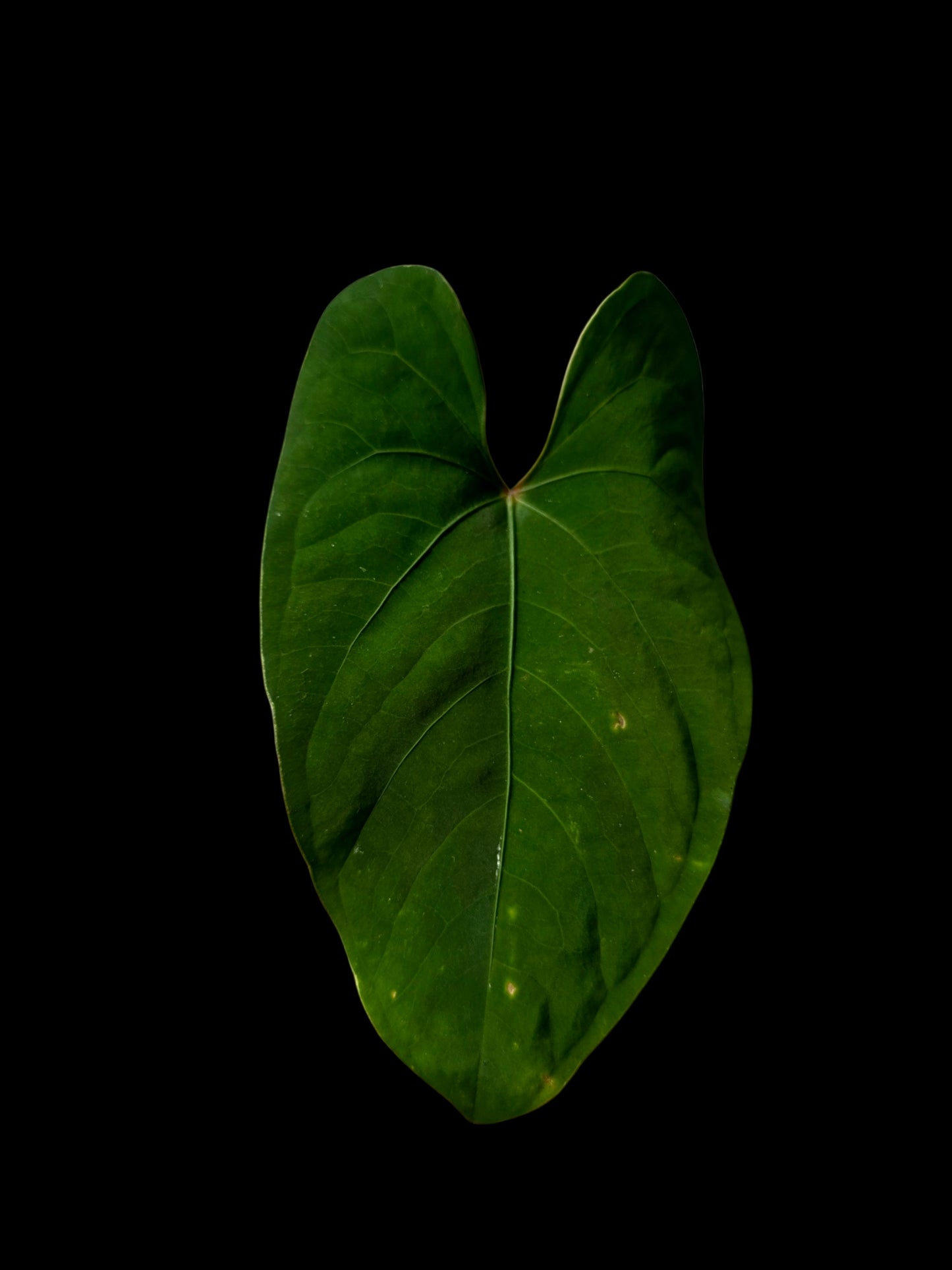 Anthurium sp. 'Huanuco Velvet' Dark Petiole Wild Ecotype (EXACT PLANT)