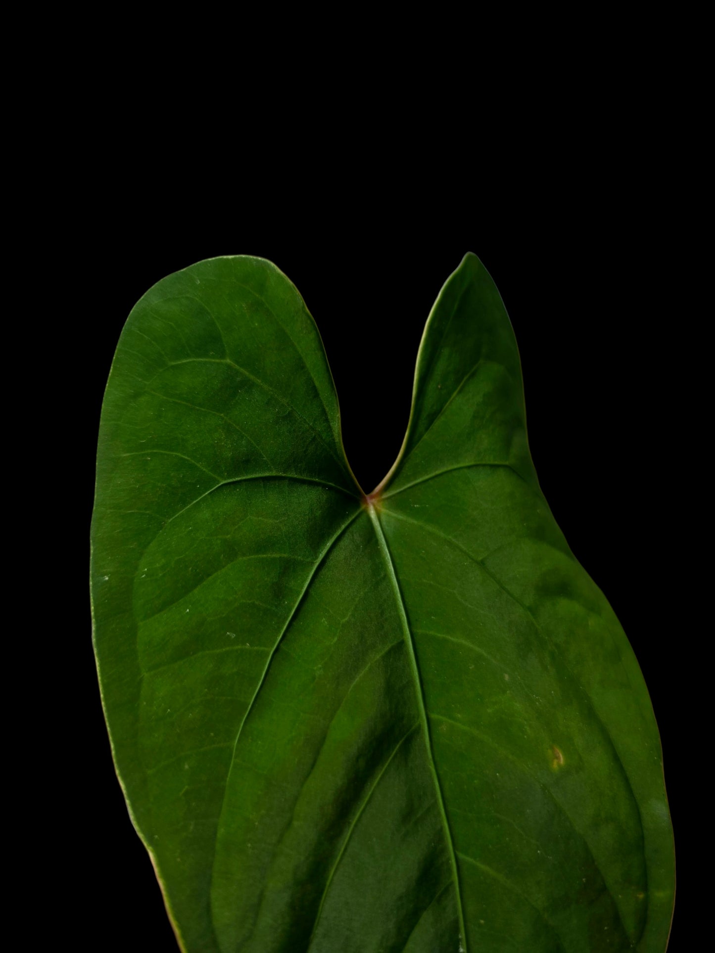 Anthurium sp. 'Huanuco Velvet' Dark Petiole Wild Ecotype (EXACT PLANT)