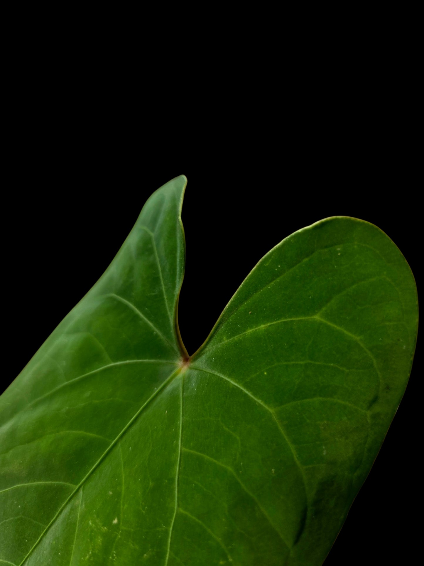 Anthurium sp. 'Huanuco Velvet' Dark Petiole Wild Ecotype (EXACT PLANT)