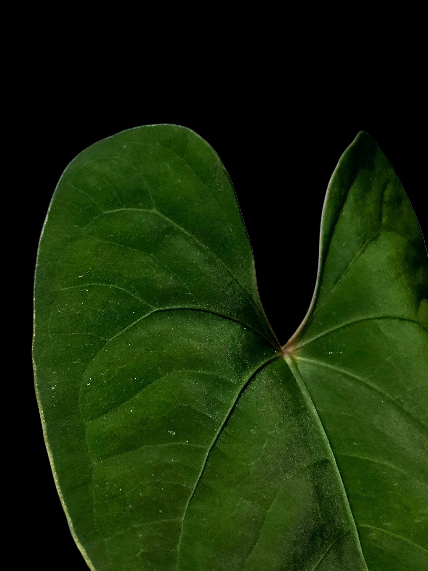Anthurium sp. 'Huanuco Velvet' Dark Petiole Wild Ecotype (EXACT PLANT)