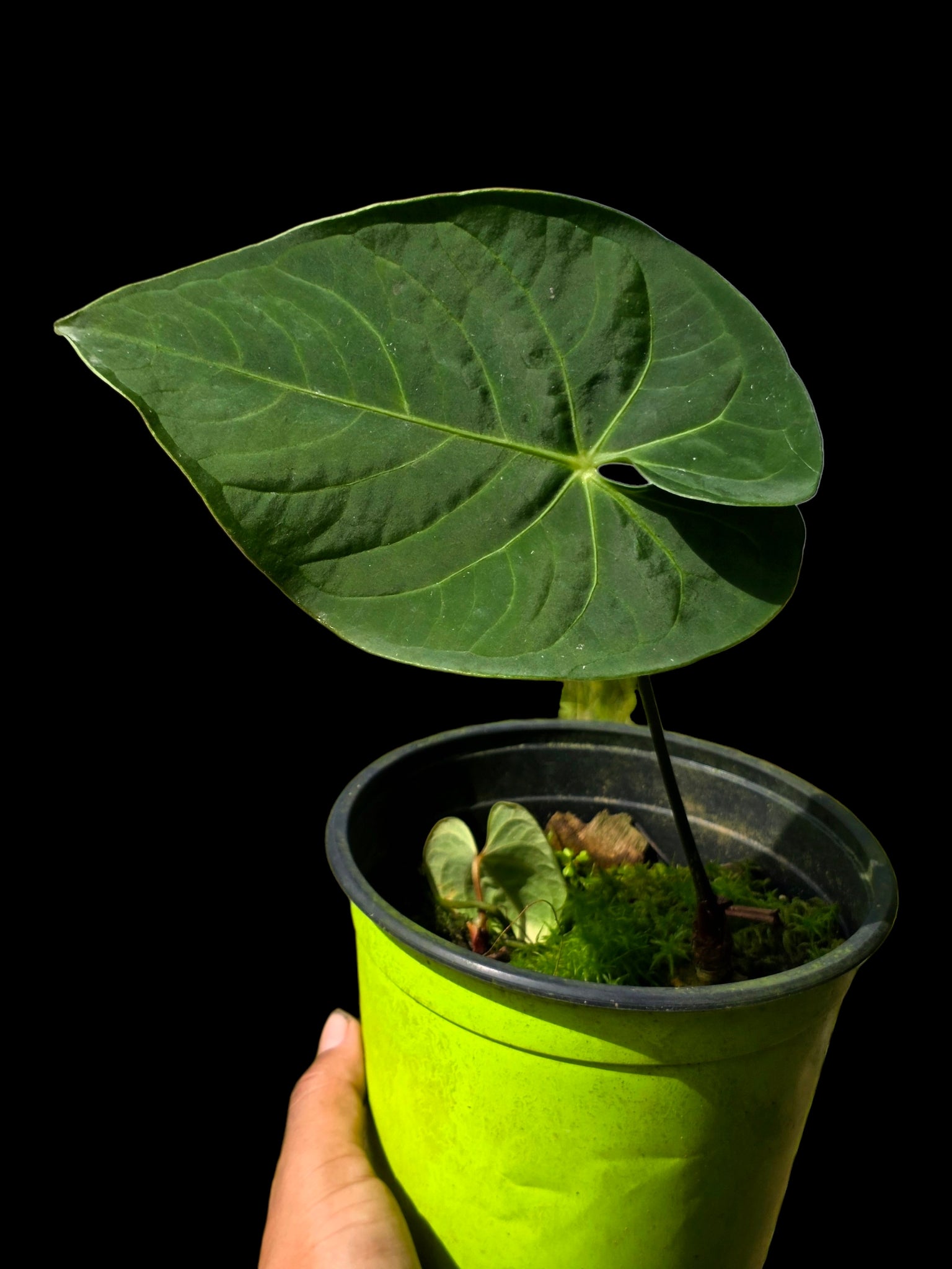 Anthurium – Amazon Plants Peru