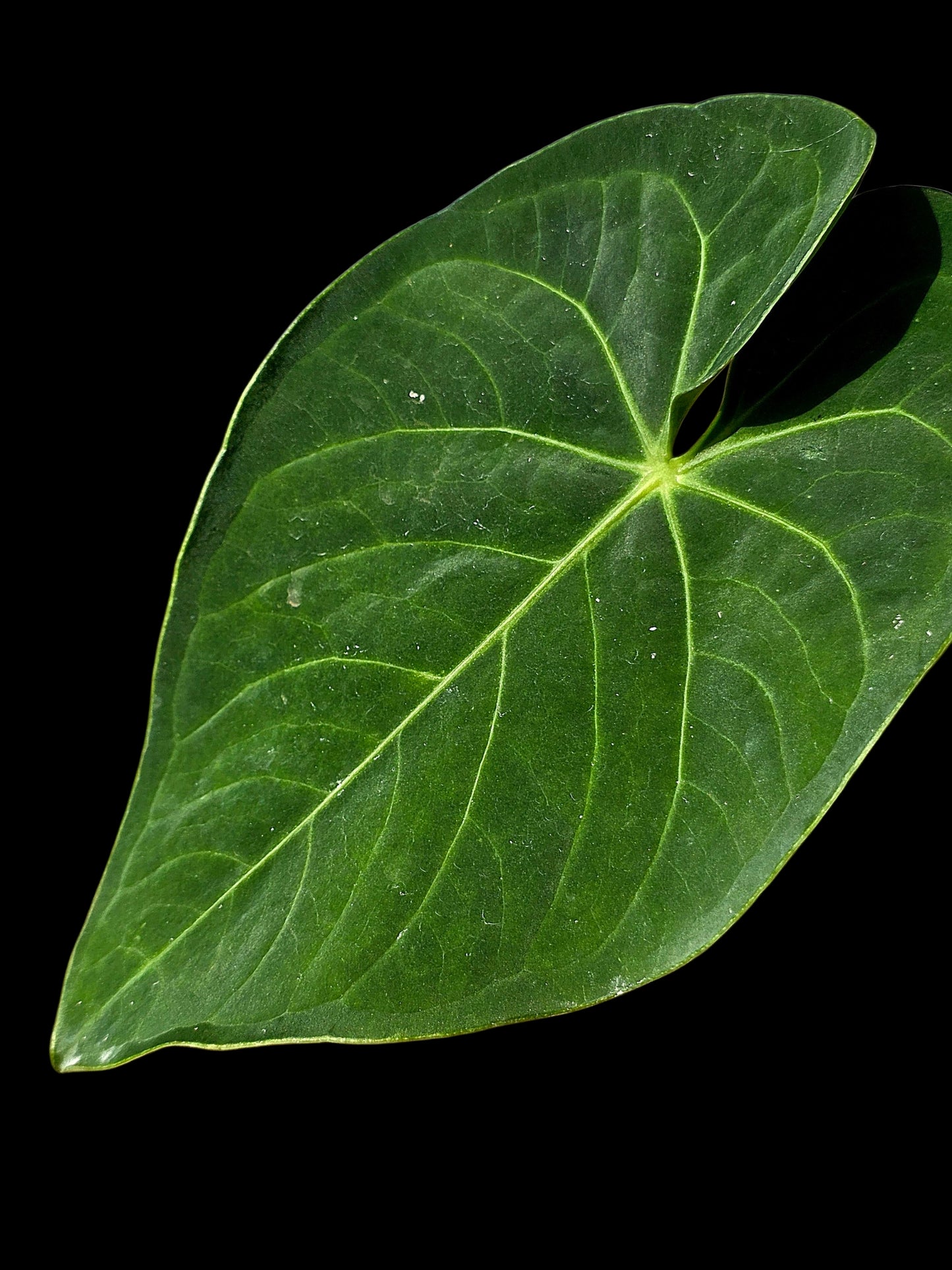 Anthurium sp. 'Tarapoto Velvet' Wild Ecotype (EXACT PLANT)