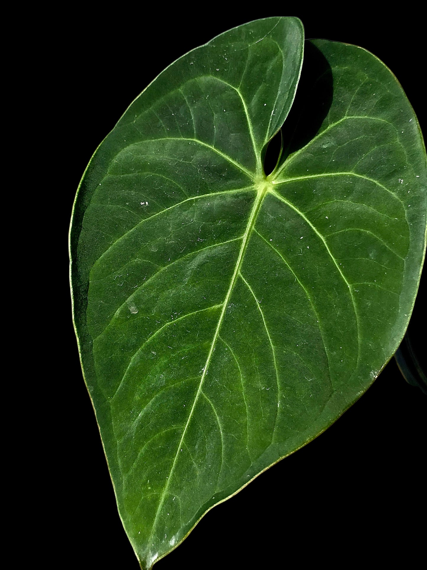 Anthurium sp. 'Tarapoto Velvet' Wild Ecotype (EXACT PLANT)