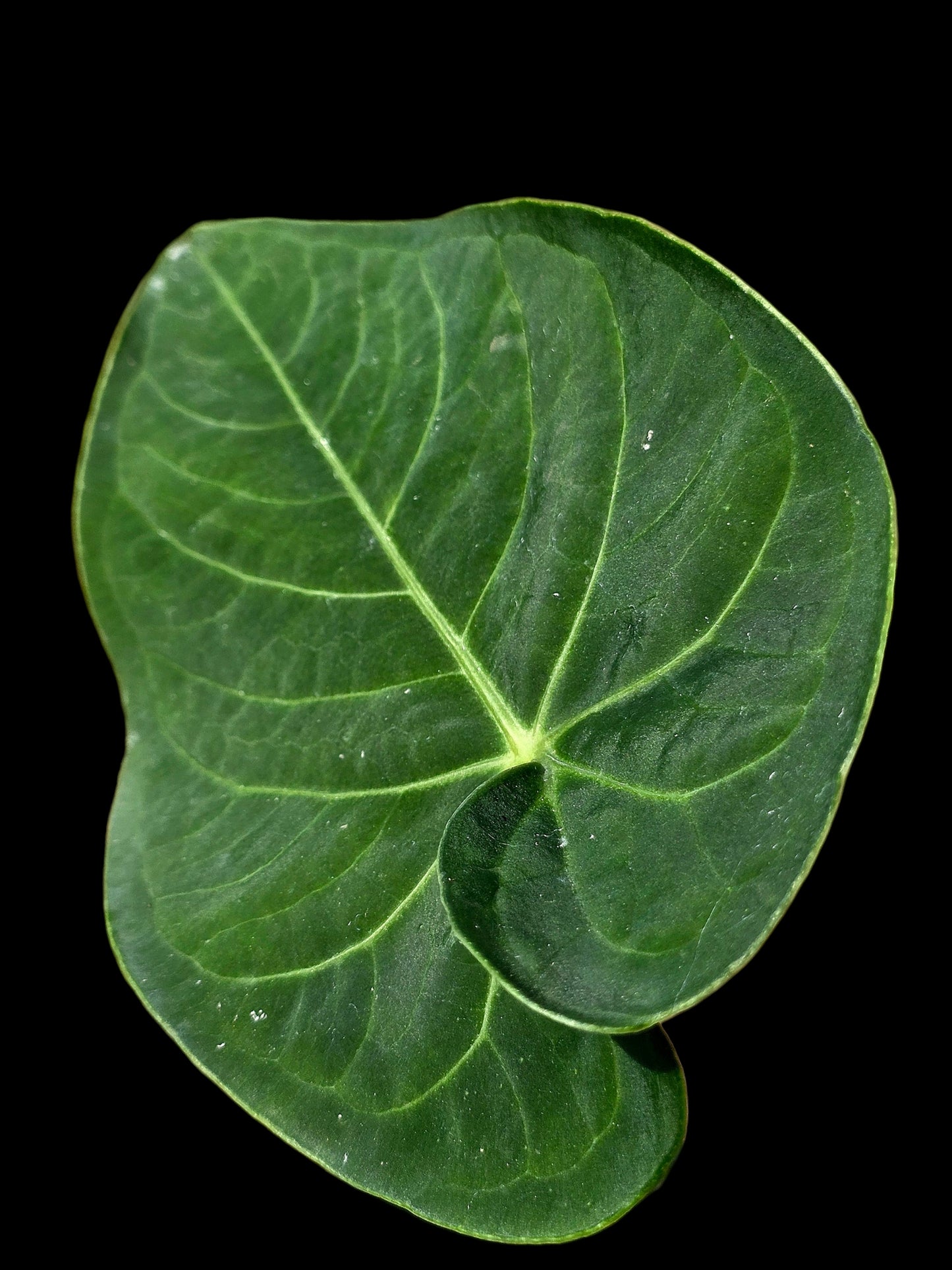 Anthurium sp. 'Tarapoto Velvet' Wild Ecotype (EXACT PLANT)