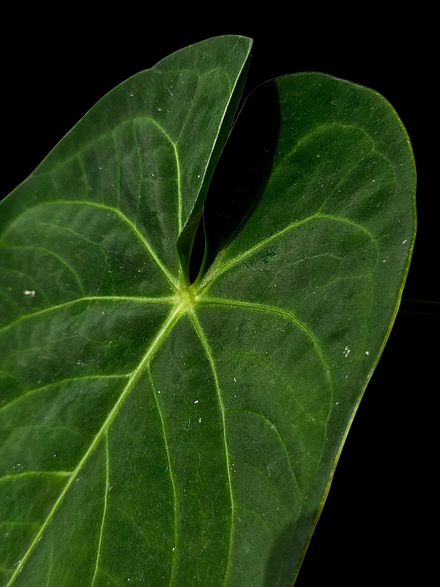 Anthurium sp. 'Tarapoto Velvet' Wild Ecotype (EXACT PLANT)