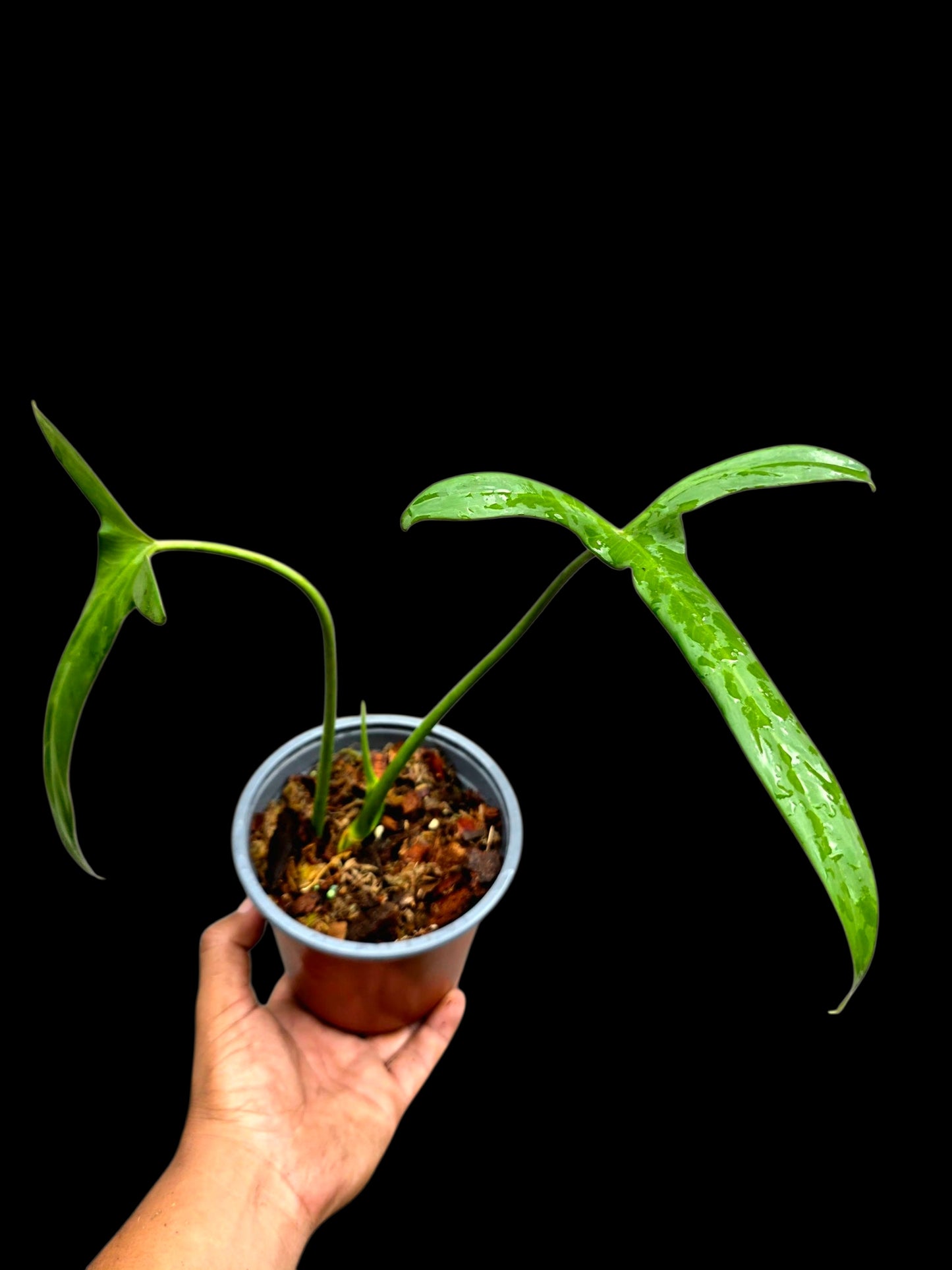 Philodendron Paloraense Wild Ecotype (EXACT PLANT)