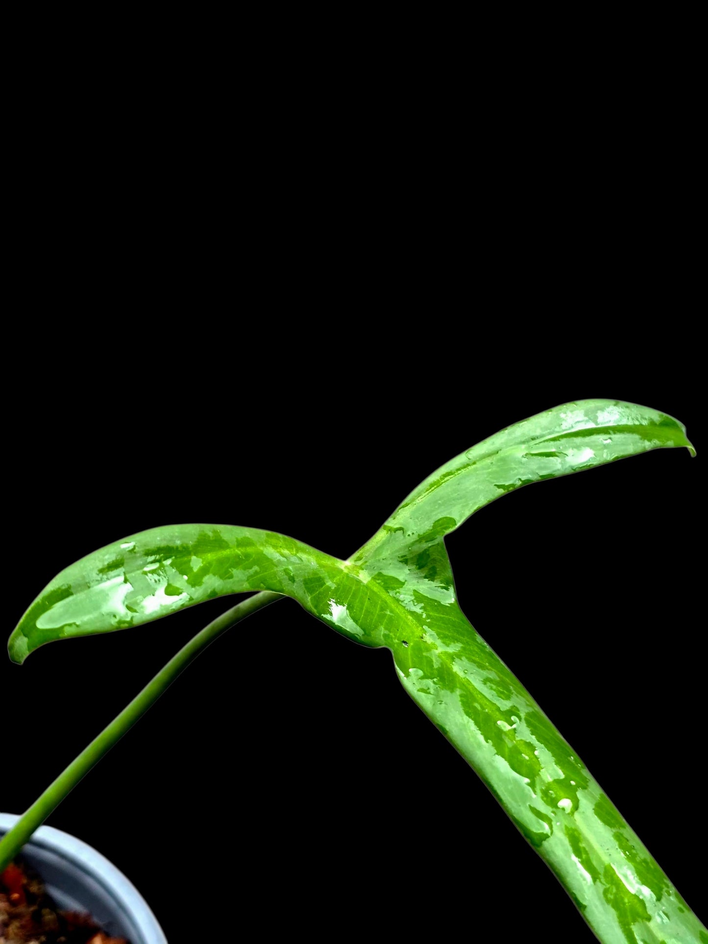 Philodendron Paloraense Wild Ecotype (EXACT PLANT)