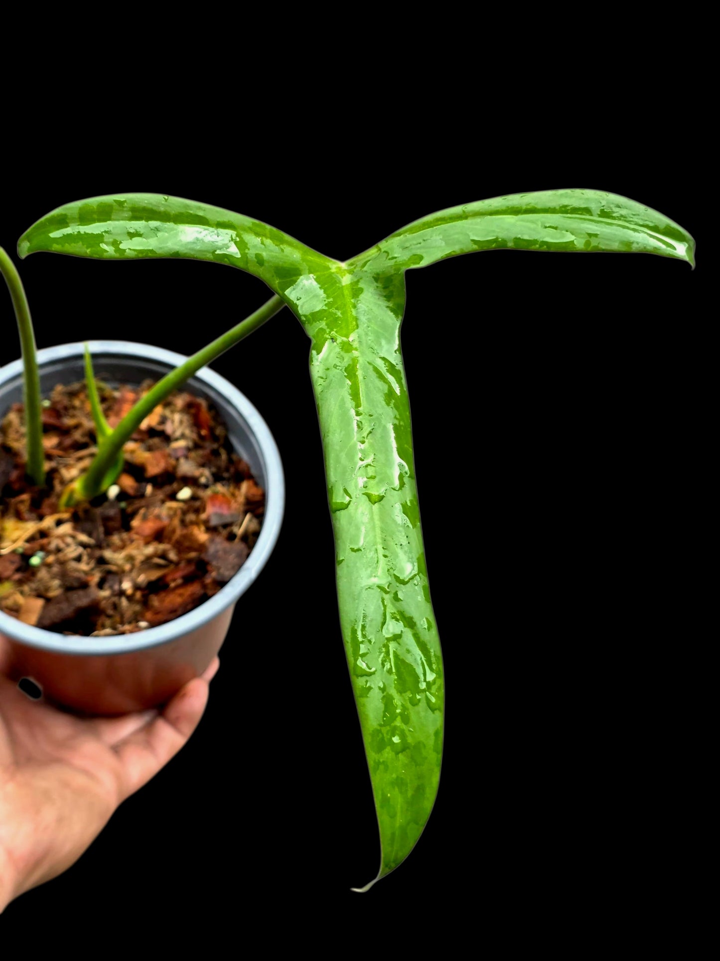 Philodendron Paloraense Wild Ecotype (EXACT PLANT)