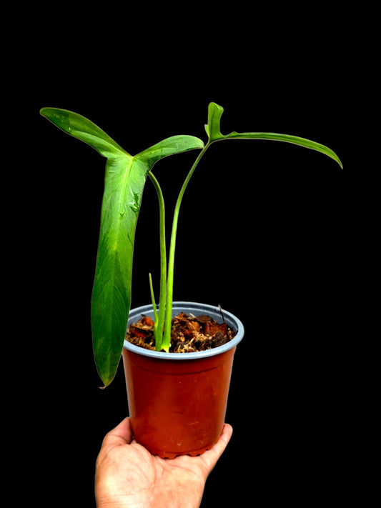 Philodendron Paloraense Wild Ecotype (EXACT PLANT)