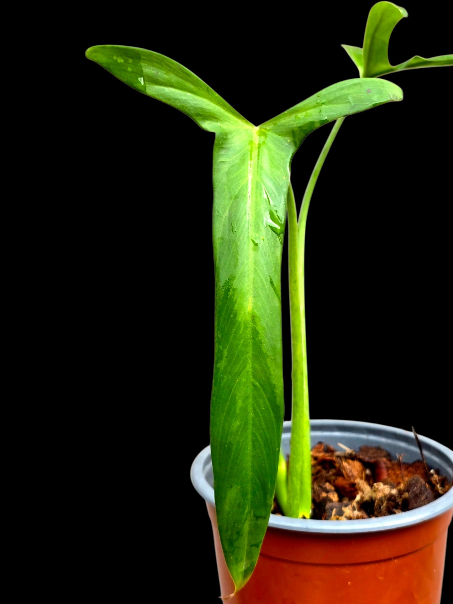 Philodendron Paloraense Wild Ecotype (EXACT PLANT)
