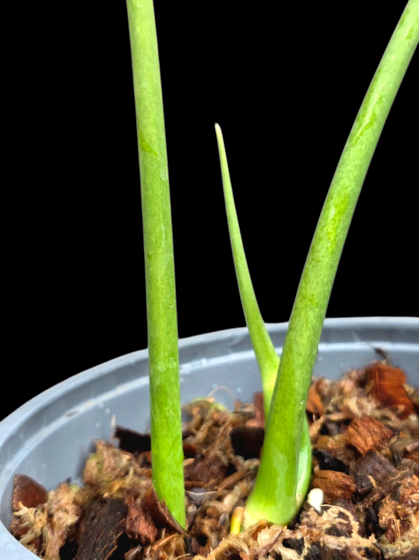 Philodendron Paloraense Wild Ecotype (EXACT PLANT)