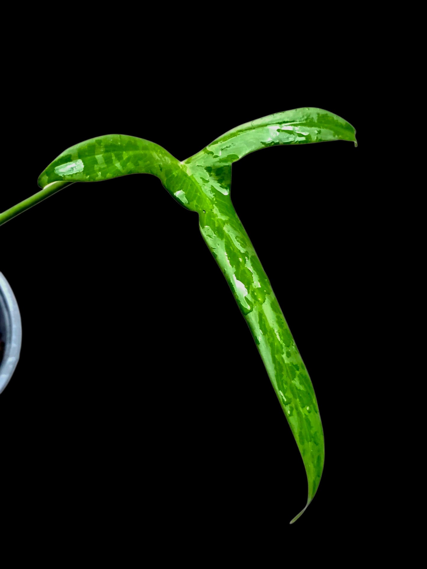 Philodendron Paloraense Wild Ecotype (EXACT PLANT)