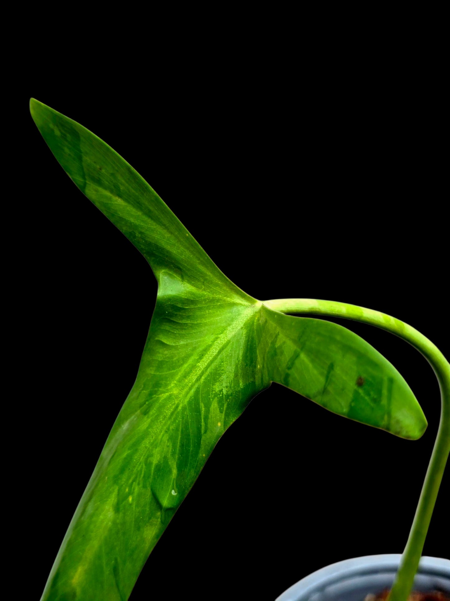 Philodendron Paloraense Wild Ecotype (EXACT PLANT)