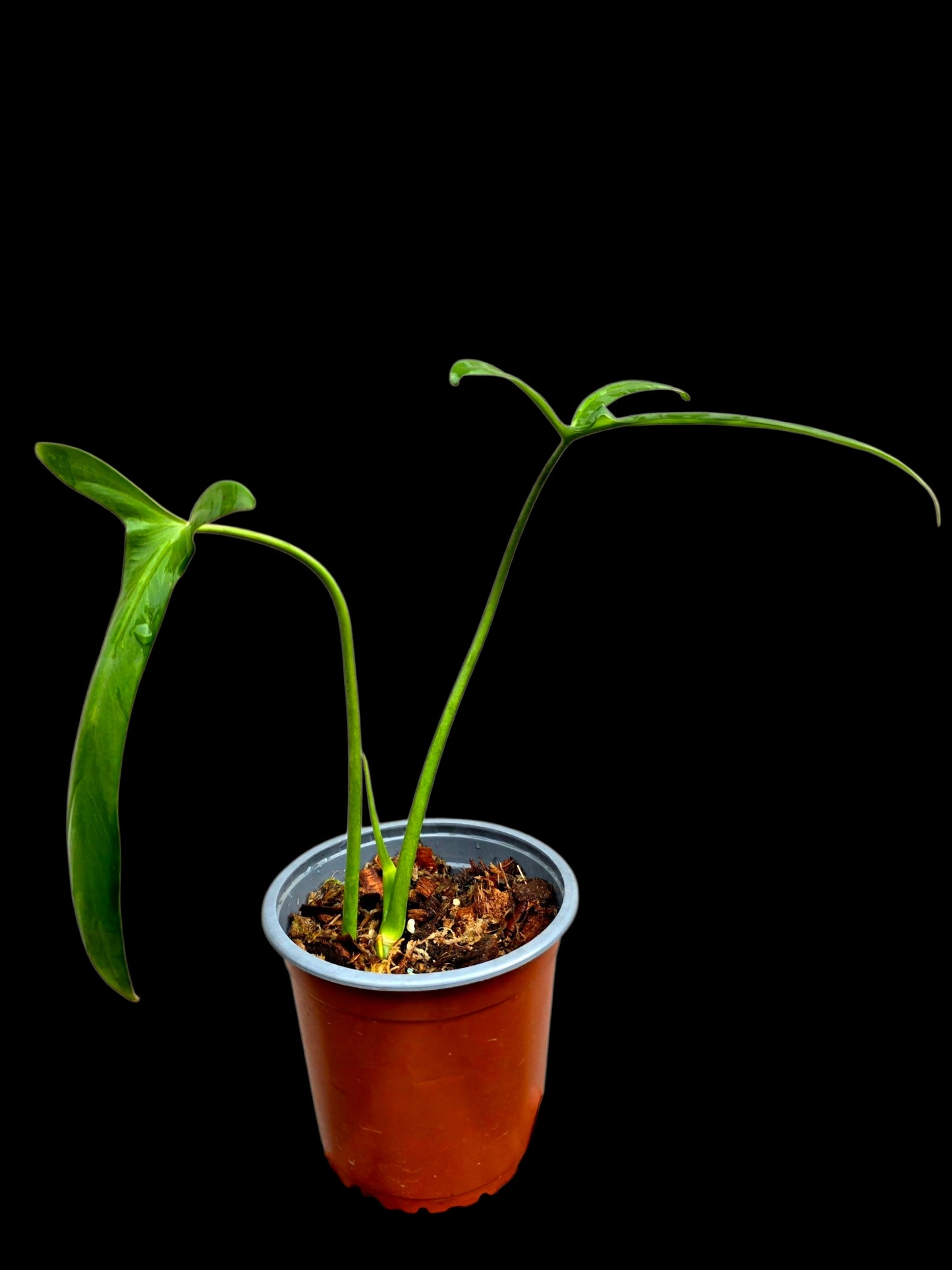 Philodendron Paloraense Wild Ecotype (EXACT PLANT)
