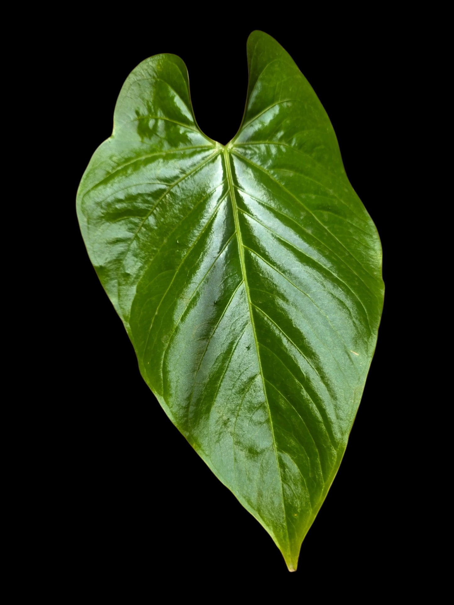 Anthurium sp. 'Lush Mountain' Wild Ecotype (EXACT PLANT)