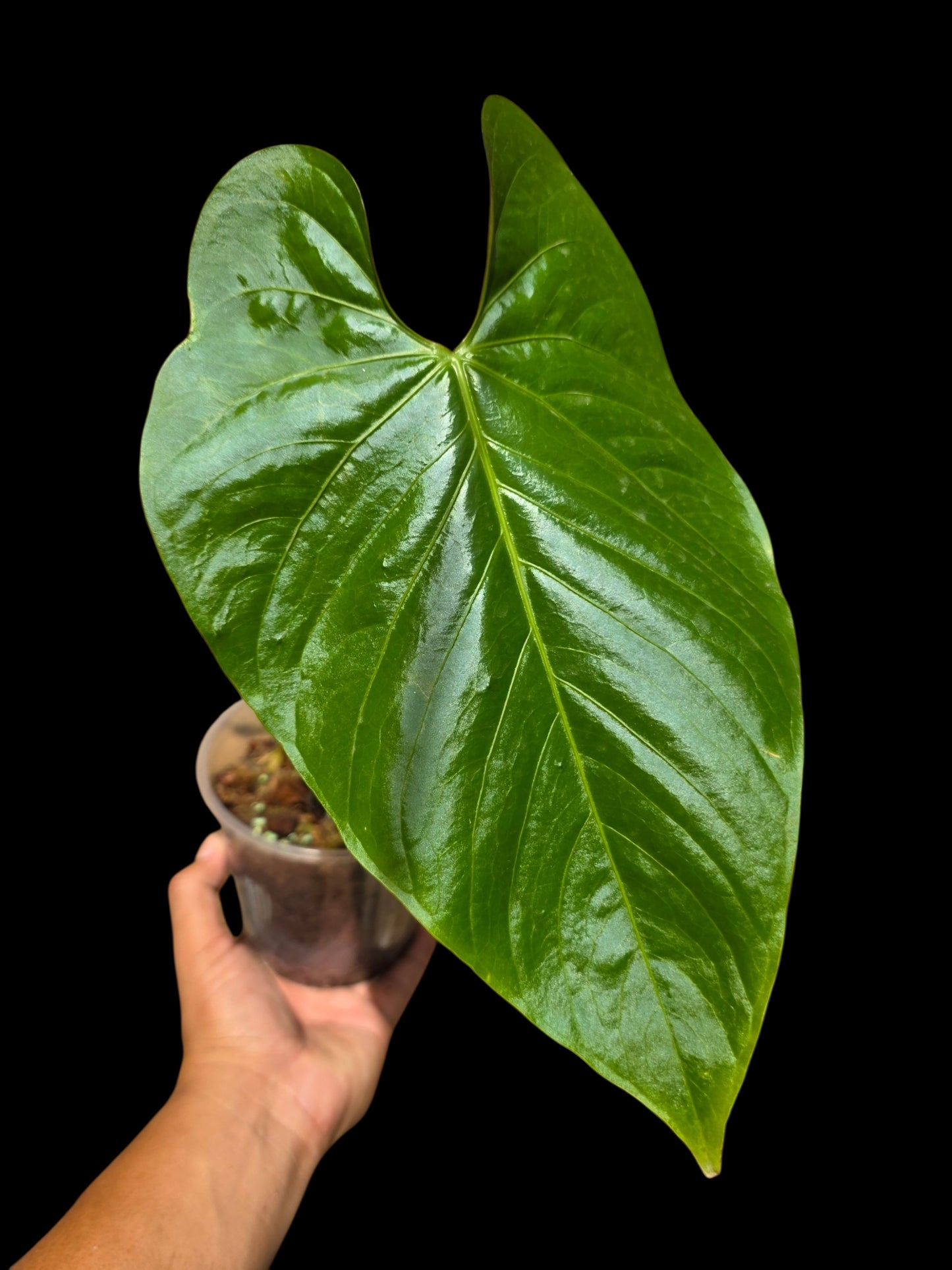 Anthurium sp. 'Lush Mountain' Wild Ecotype (EXACT PLANT)