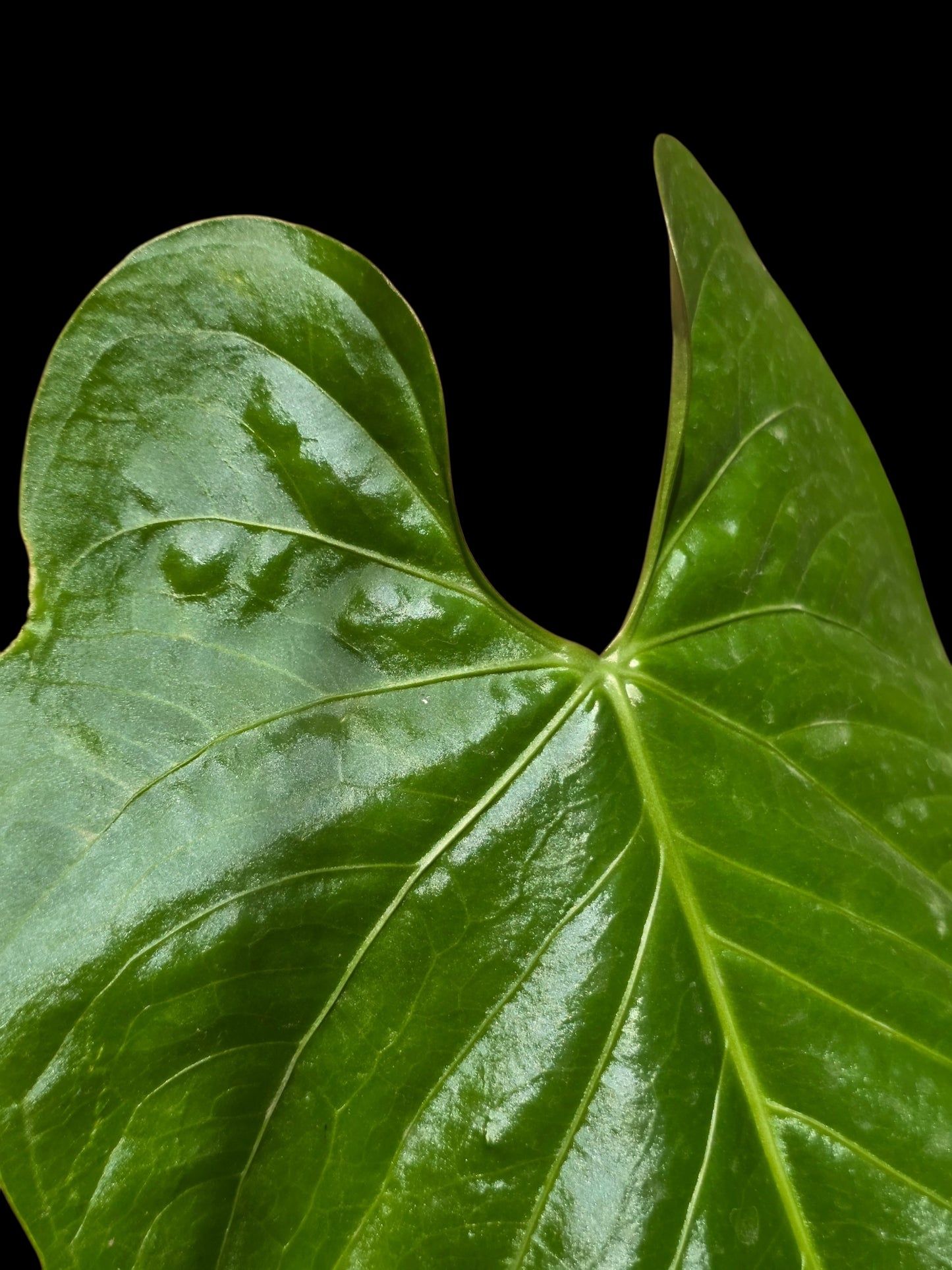 Anthurium sp. 'Lush Mountain' Wild Ecotype (EXACT PLANT)