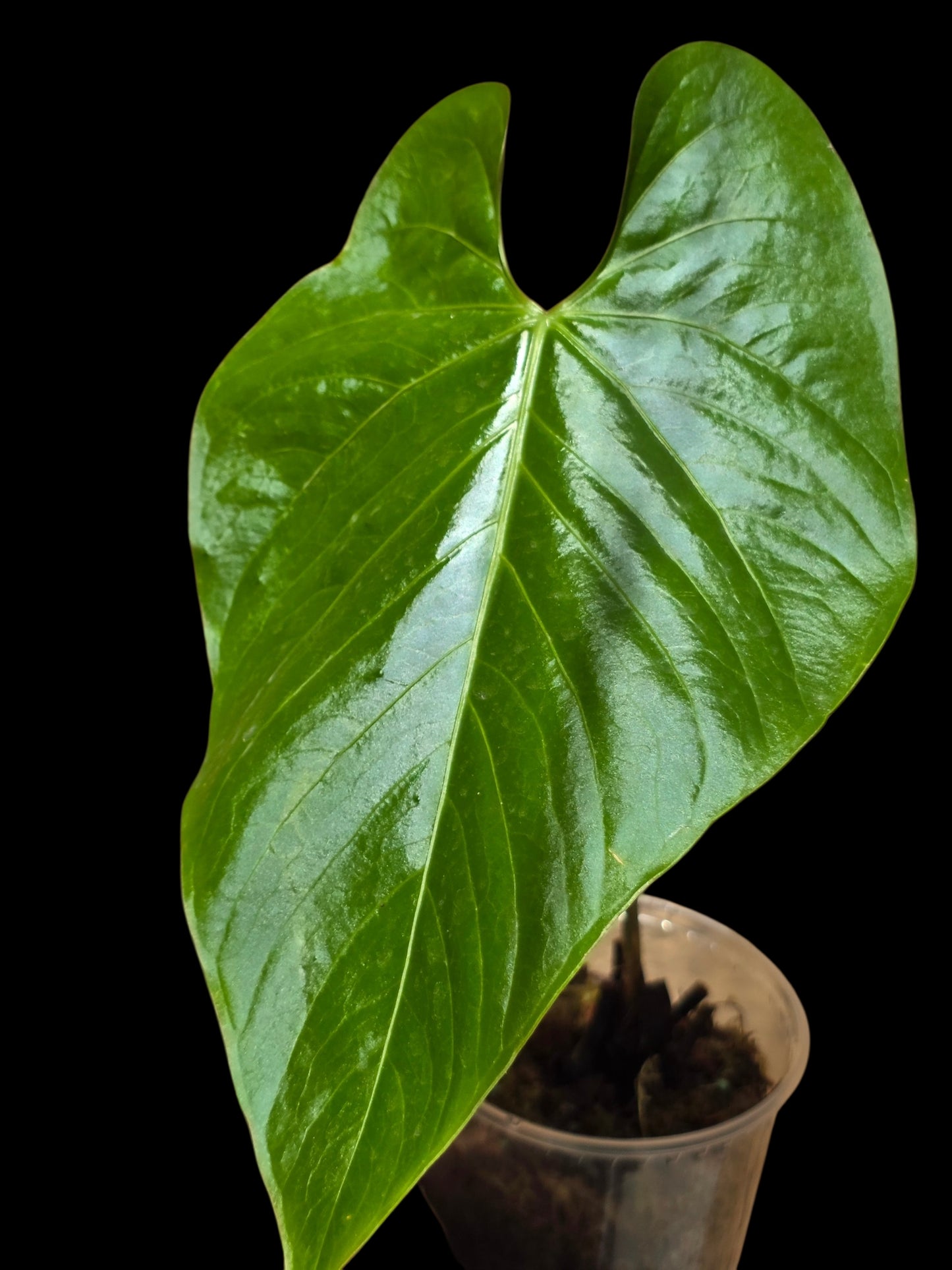 Anthurium sp. 'Lush Mountain' Wild Ecotype (EXACT PLANT)