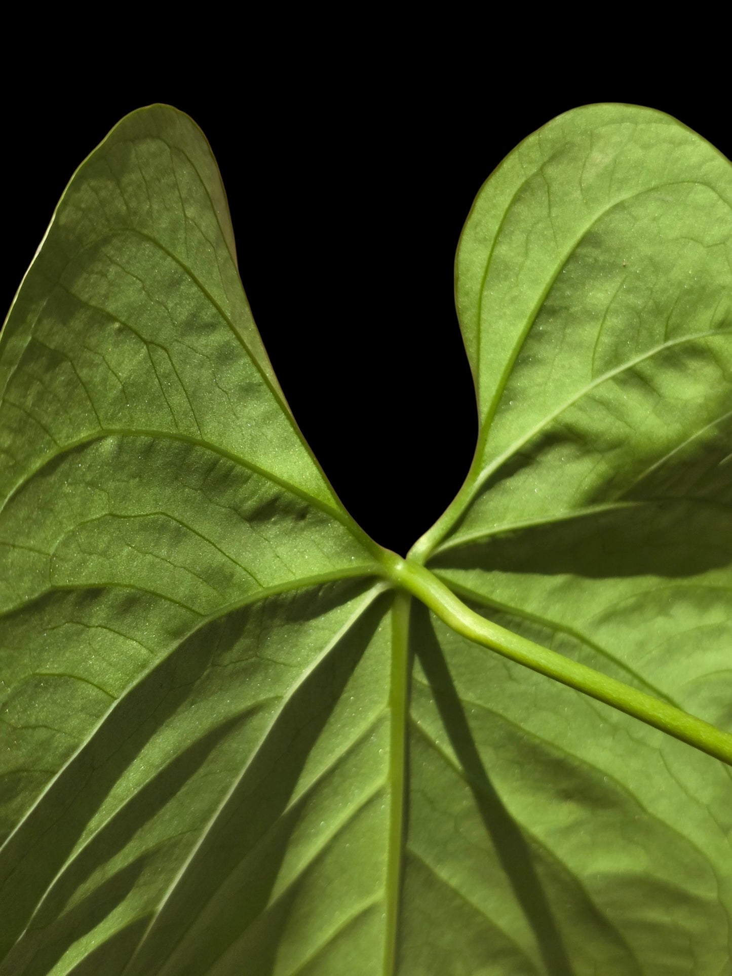 Anthurium sp. 'Lush Mountain' Wild Ecotype (EXACT PLANT)