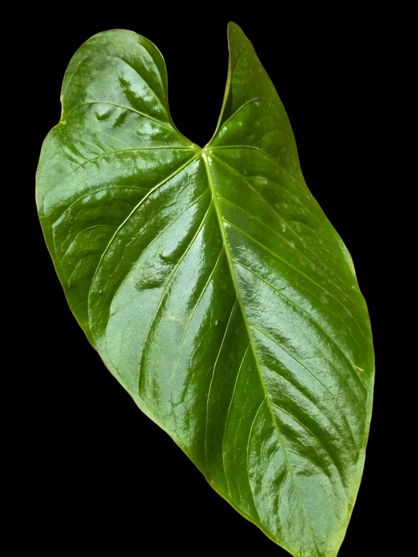 Anthurium sp. 'Lush Mountain' Wild Ecotype (EXACT PLANT)