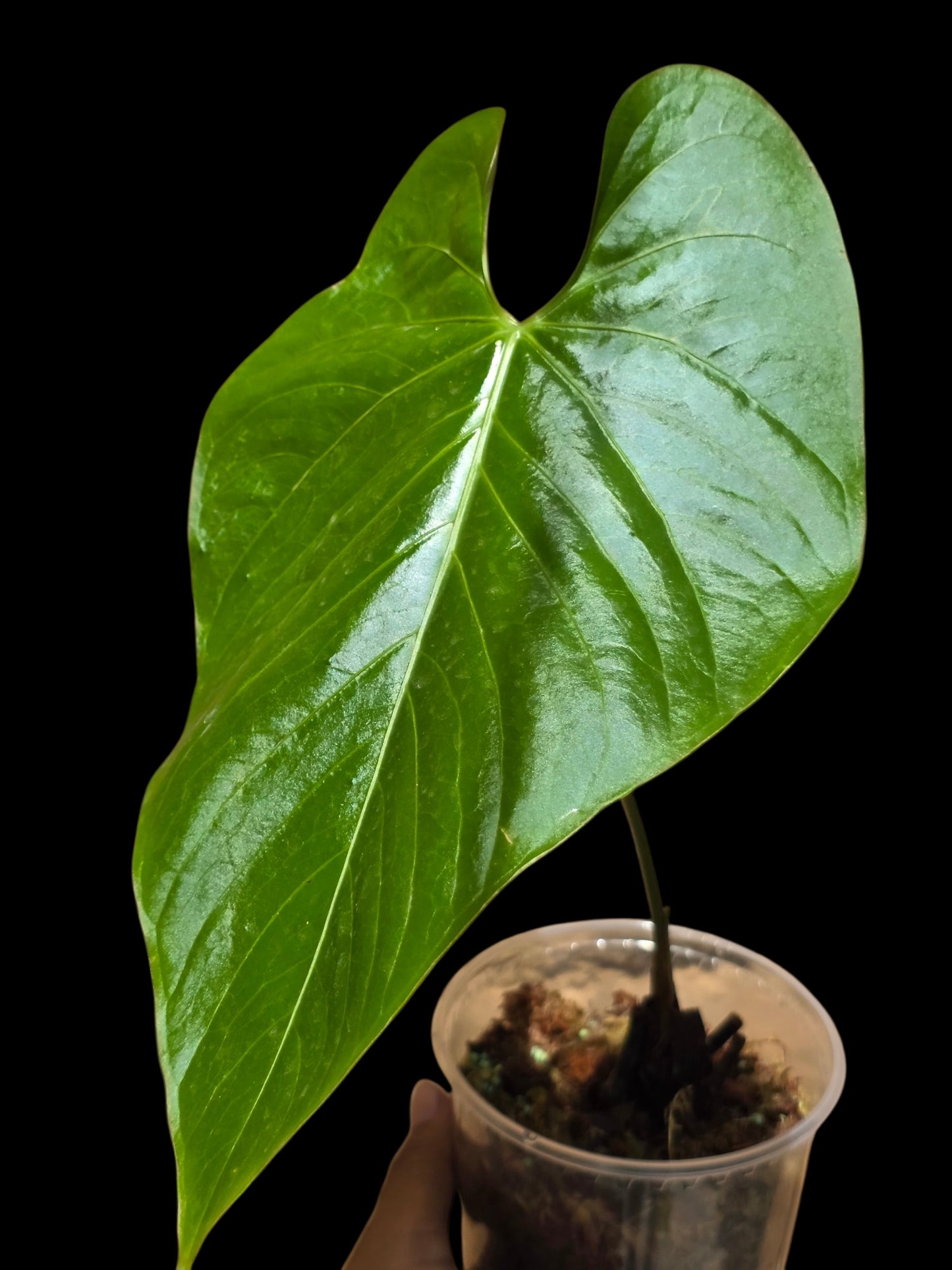Anthurium sp. 'Lush Mountain' Wild Ecotype (EXACT PLANT)