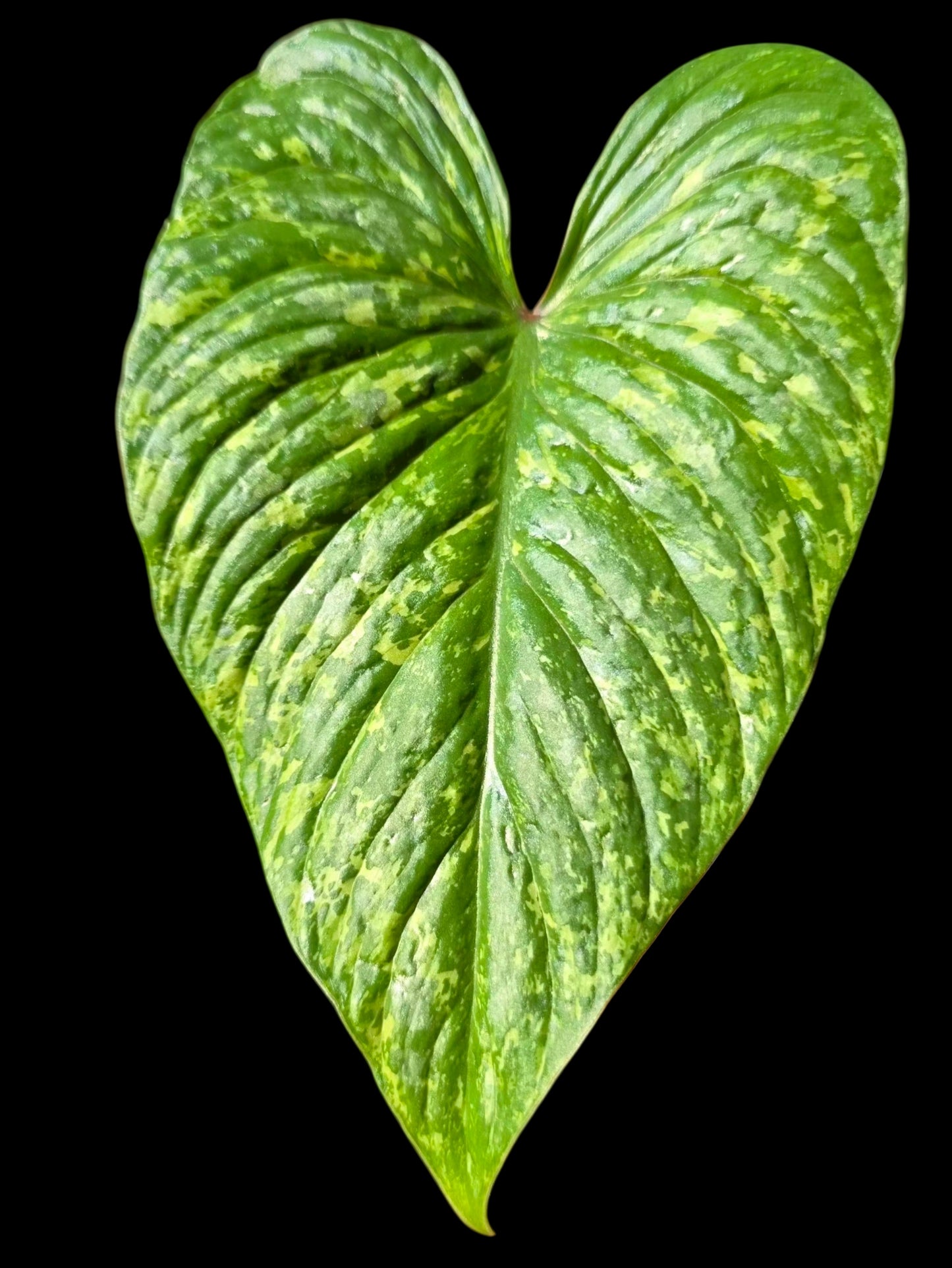 Philodendron Mamei Splash Variegated (EXACT PLANT)