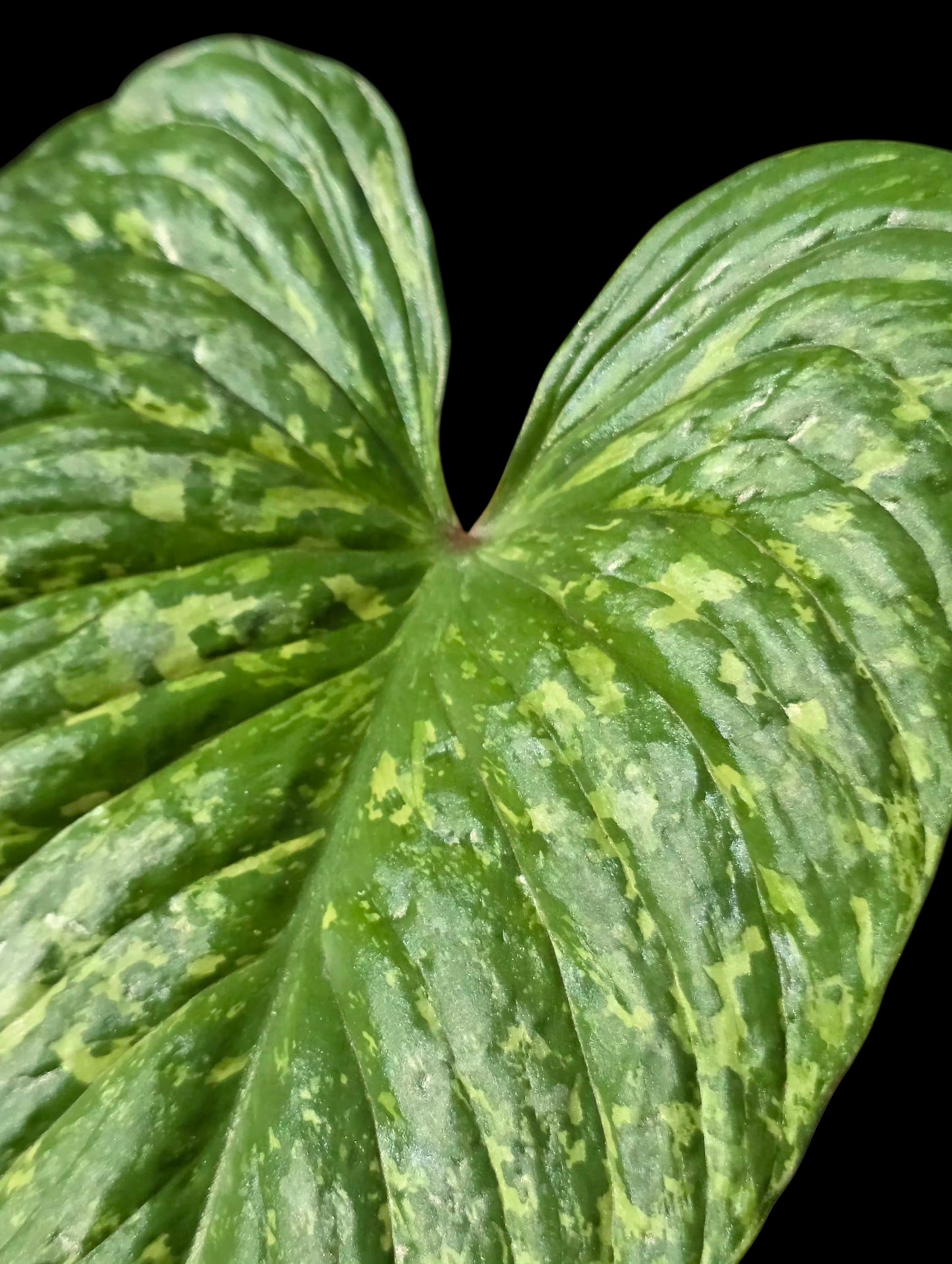 Philodendron Mamei Splash Variegated (EXACT PLANT)