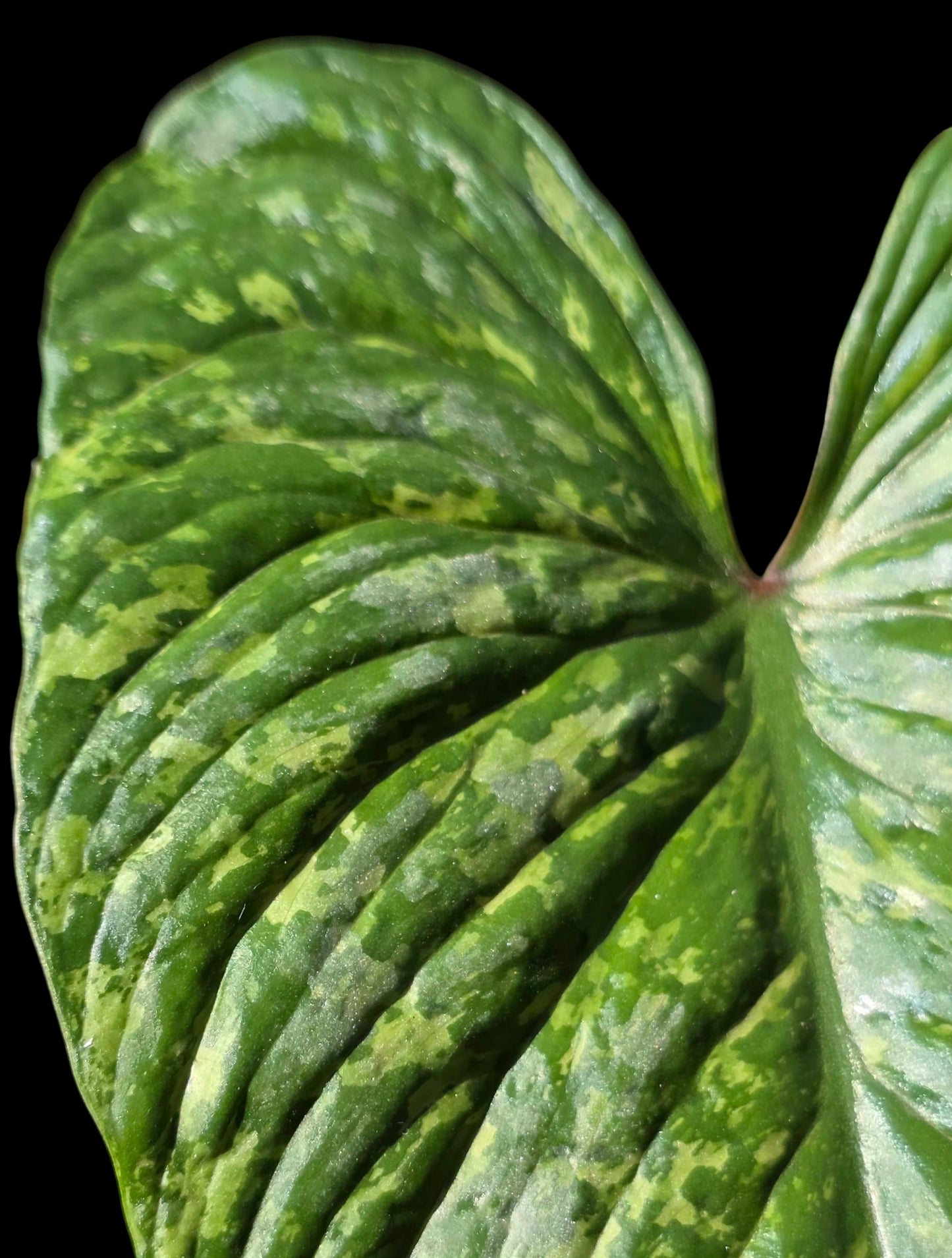 Philodendron Mamei Splash Variegated (EXACT PLANT)