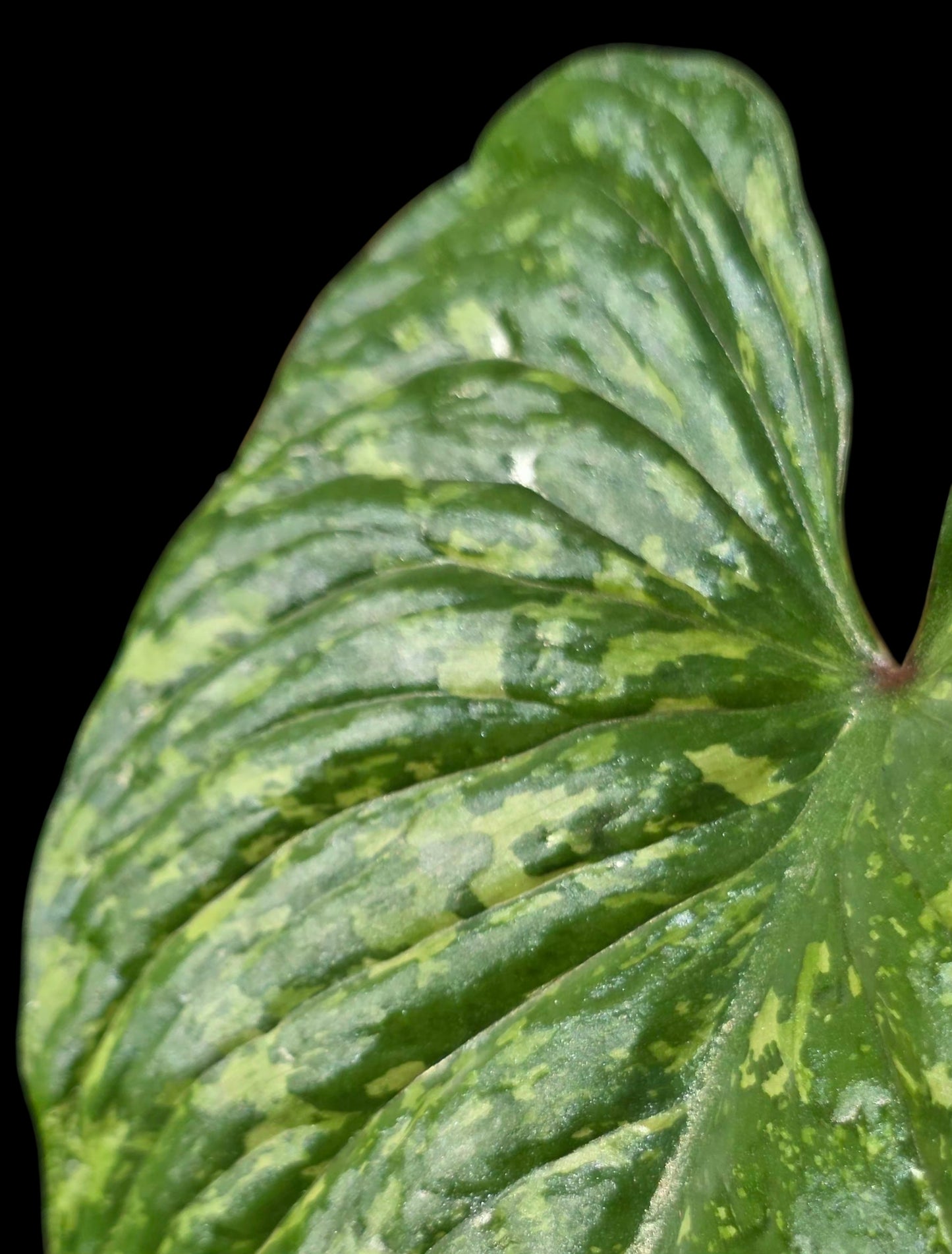 Philodendron Mamei Splash Variegated (EXACT PLANT)